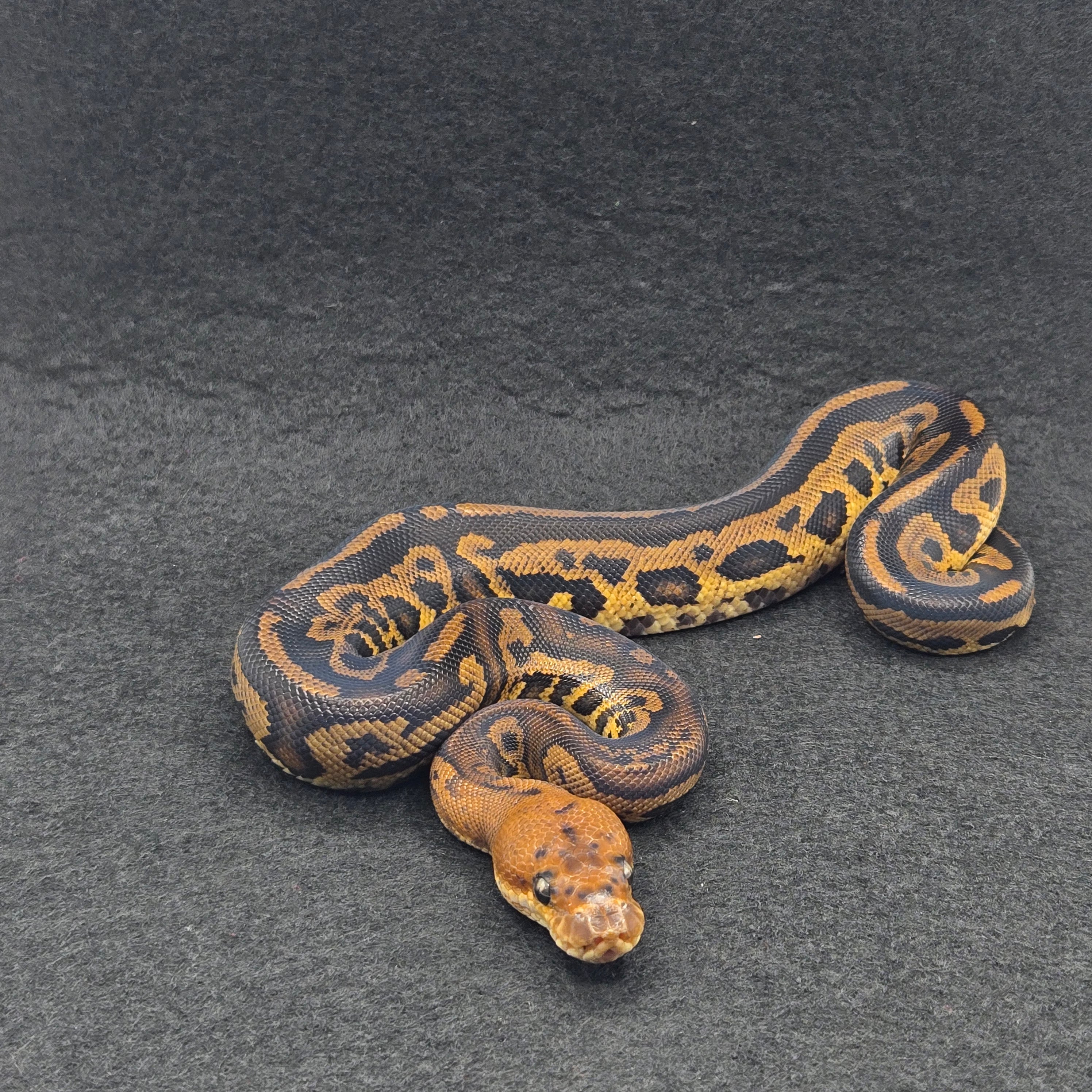 PITON BOLA MACHO LEOPARD STRANGER CLOWN