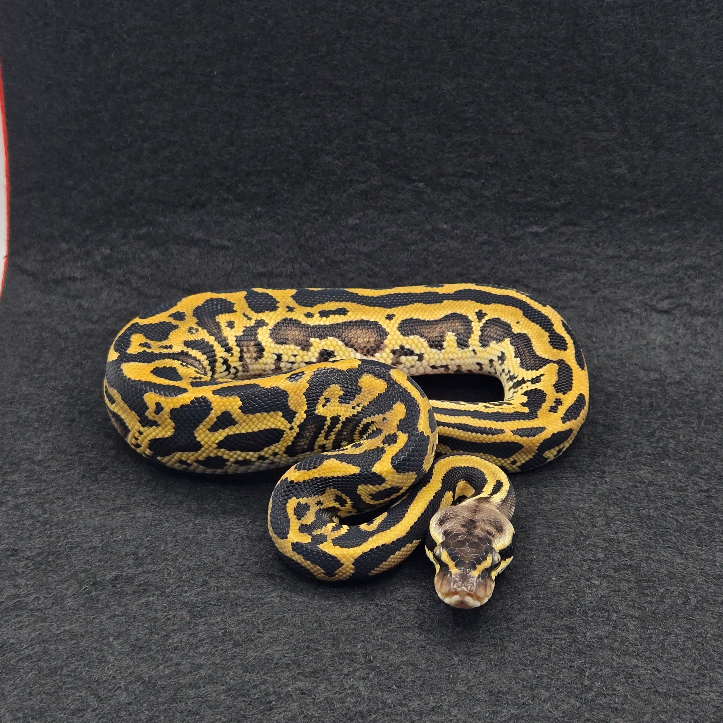 PITON BOLA MACHO LEOPARD LACE PASTEL (OD) DH CLOWN/PIED