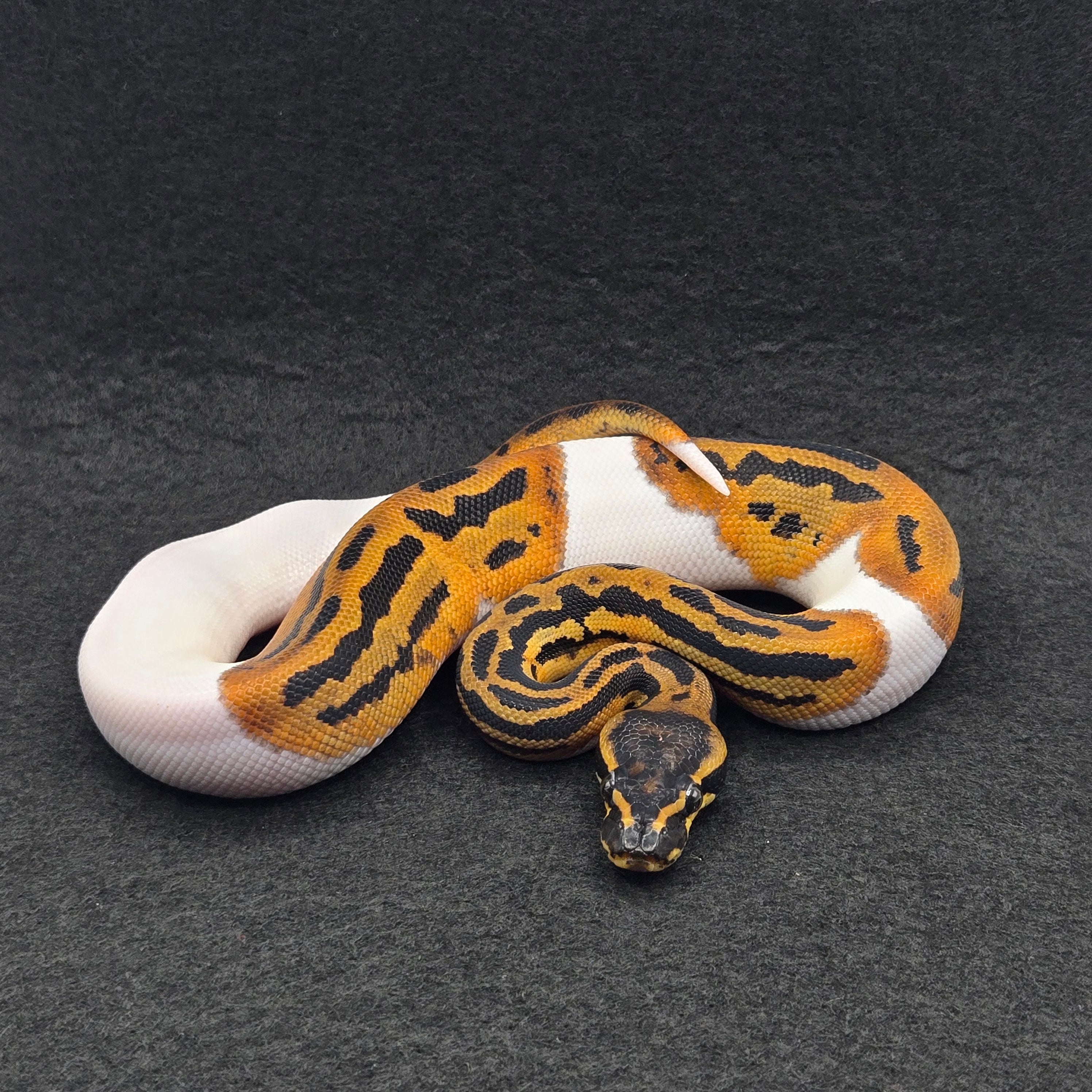 PITON BOLA MACHO LACE LEOPARD PIED HET CLOWN