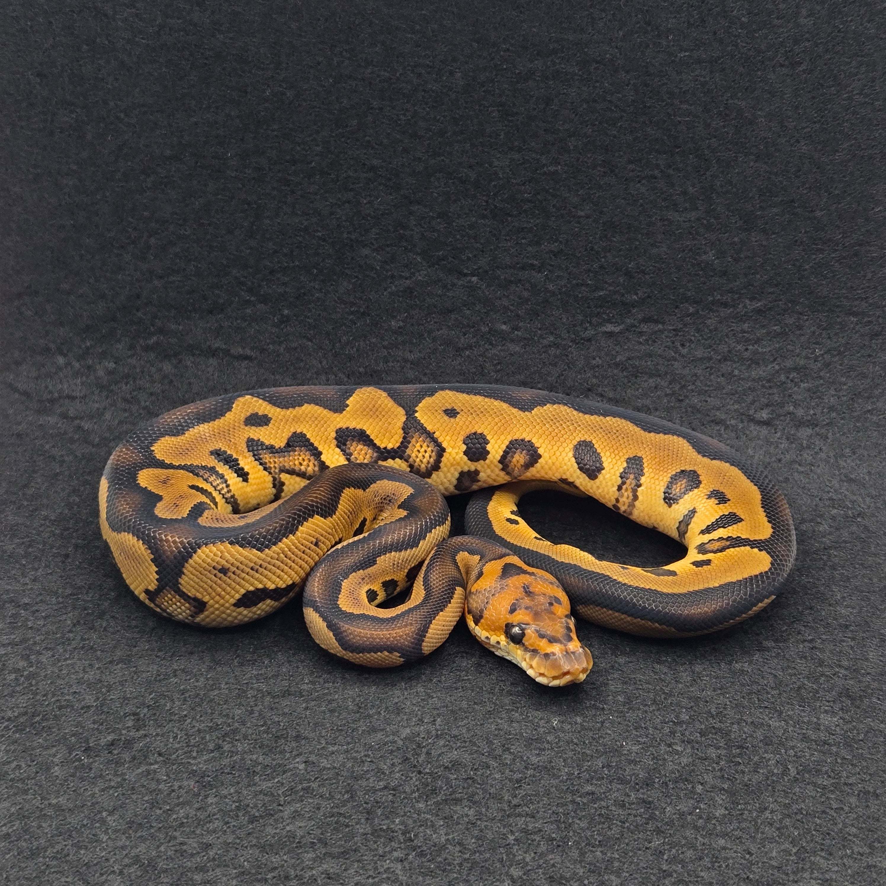 PITON BOLA MACHO LEOPARD YELLOWBELLY CLOWN