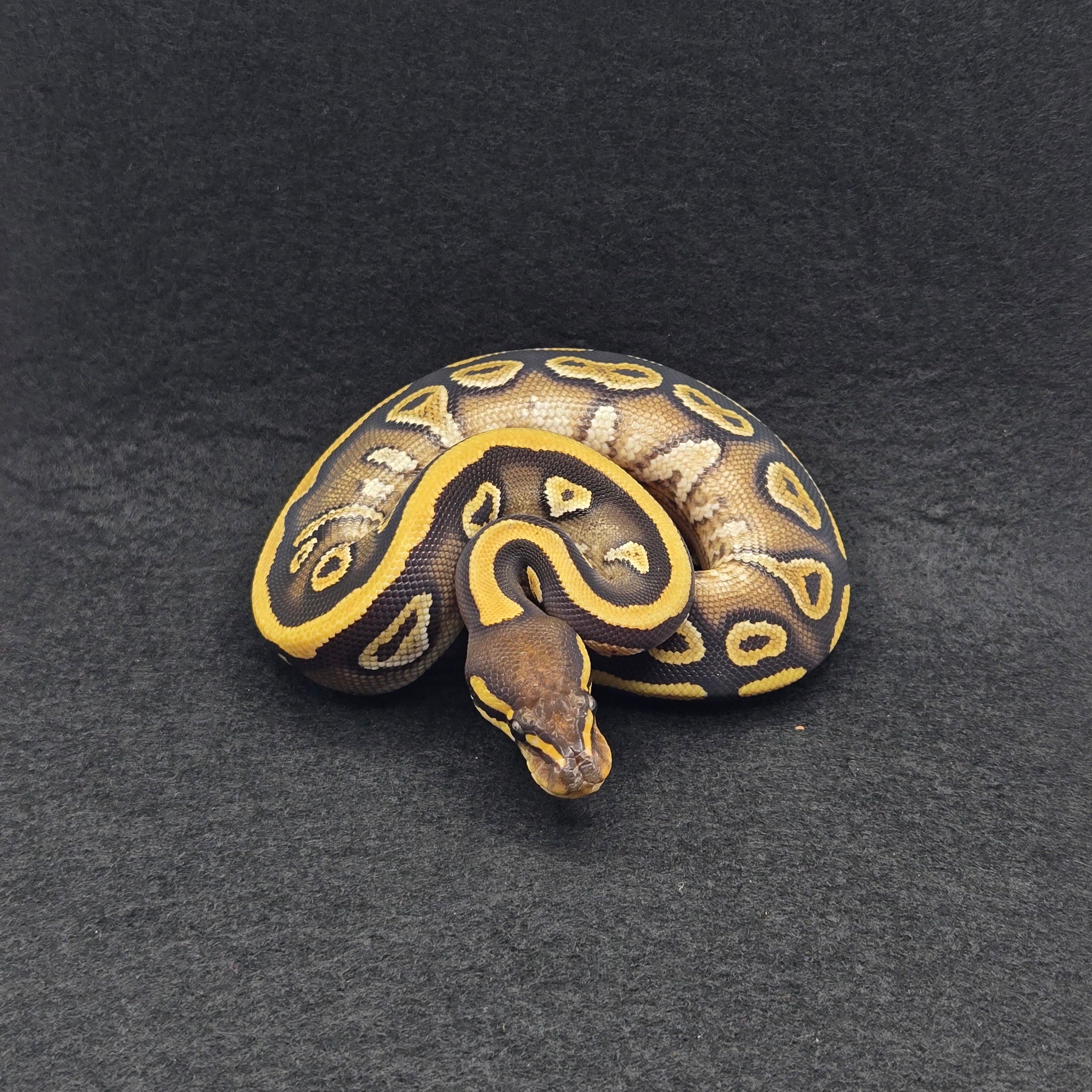 PITON BOLA HEMBRA MOJAVE YELLOWBELLY HET CLOWN