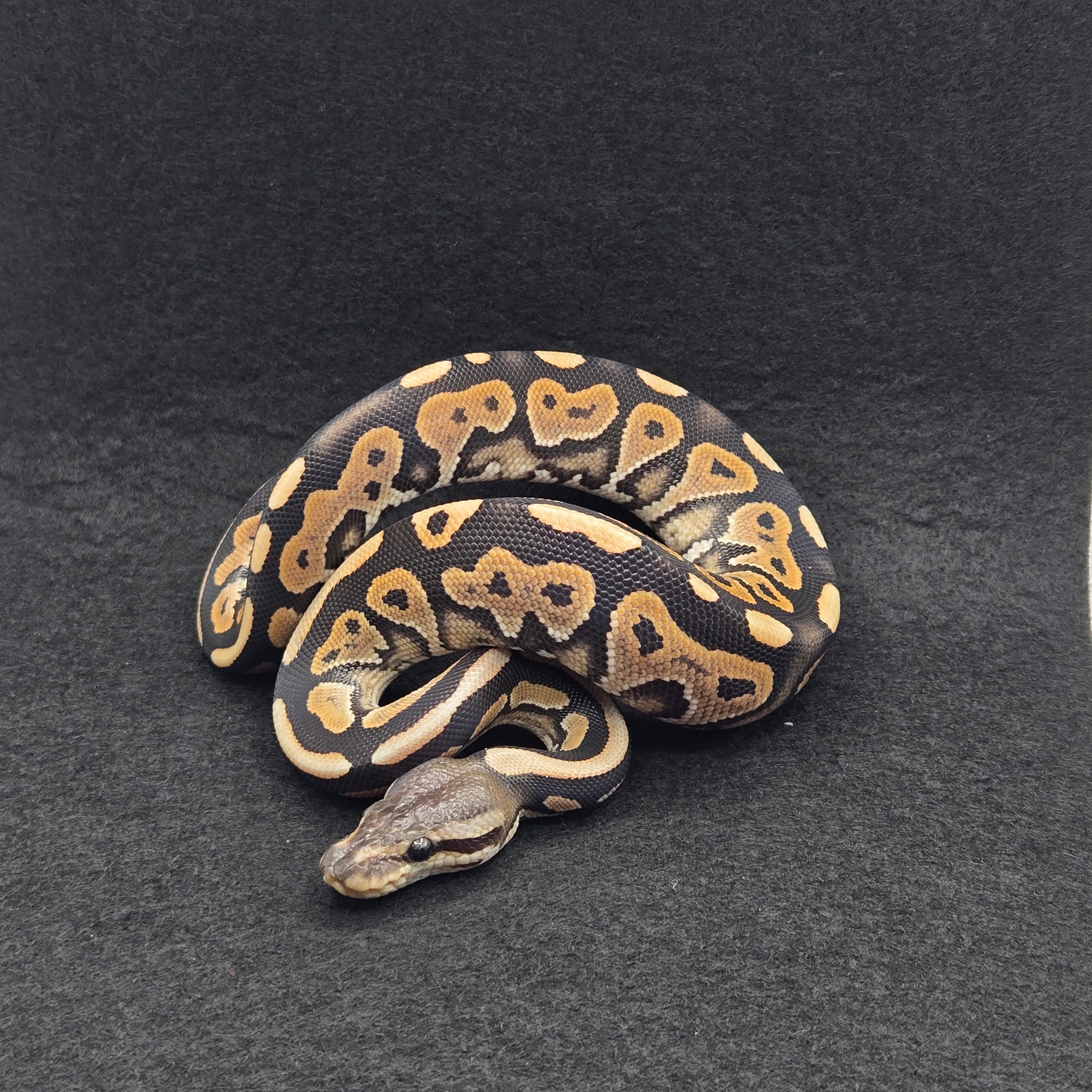 PITON BOLA MACHO CINNAMON DESERT GHOST POSS HET CLOWN