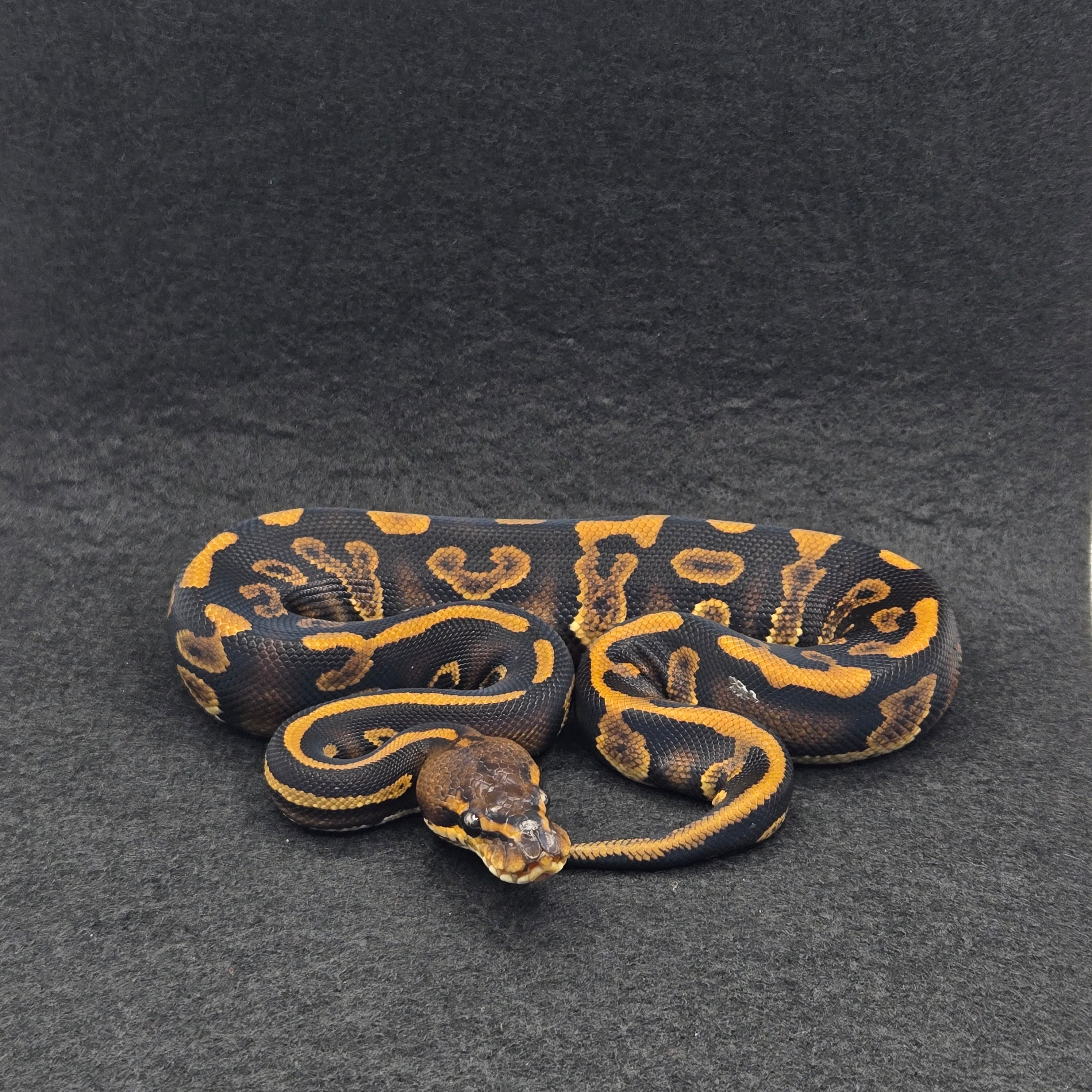 PITON BOLA MACHO LEOPARD STRANGER YELLOWBELLY HET CLOWN