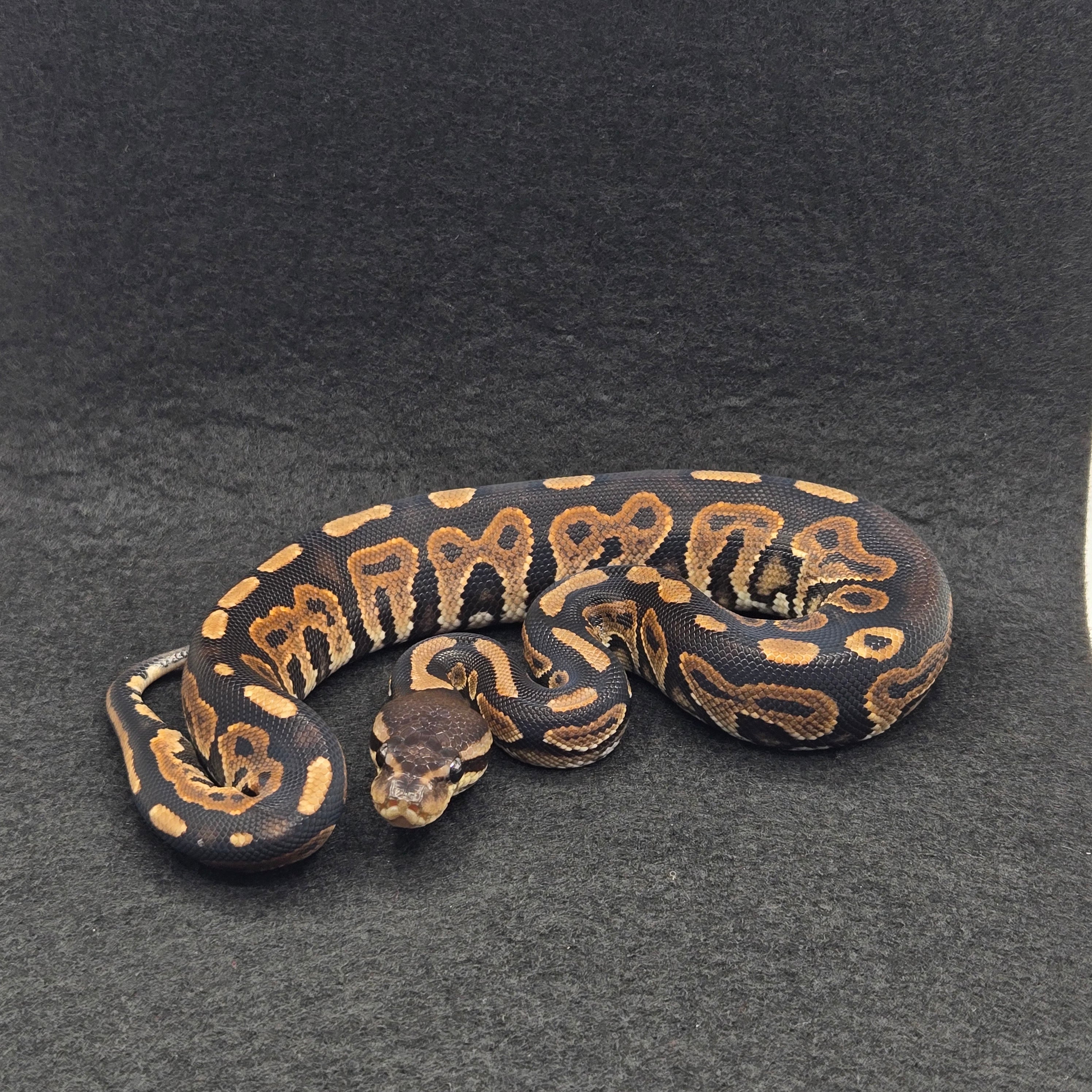 PITON BOLA MACHO CINNAMON HET DESERT GHOST POSS HET CLOWN