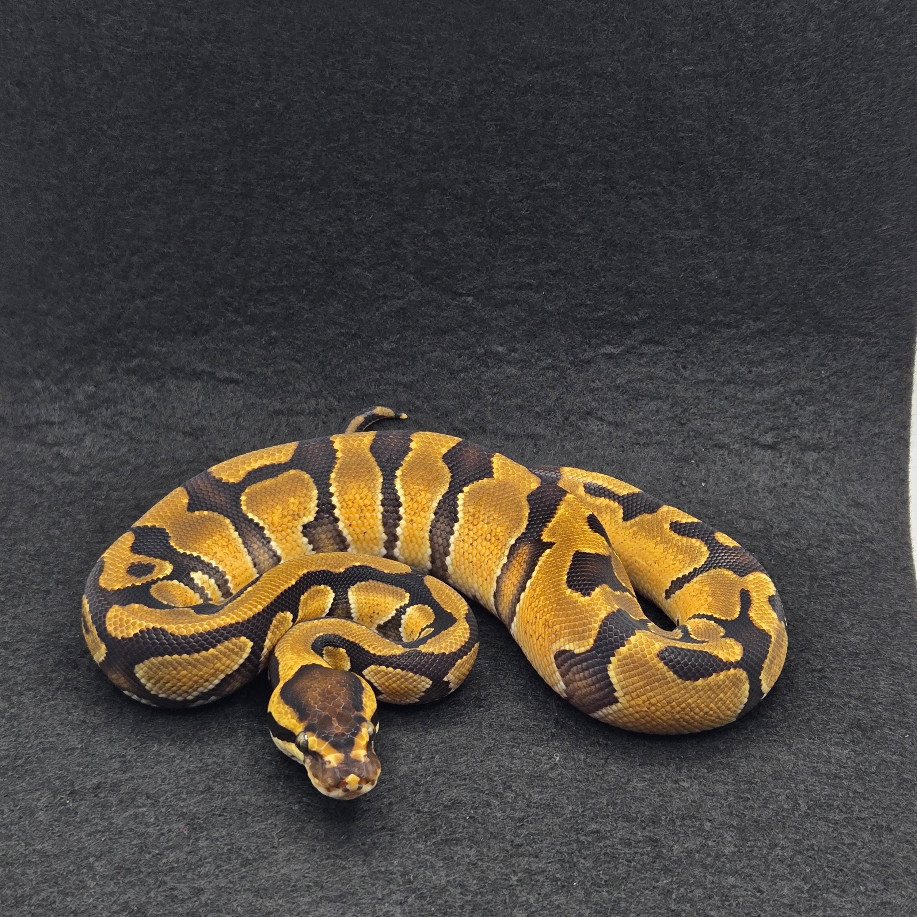 PITON BOLA MACHO ENCHI HET DESERT GHOST POSS HET CLOWN