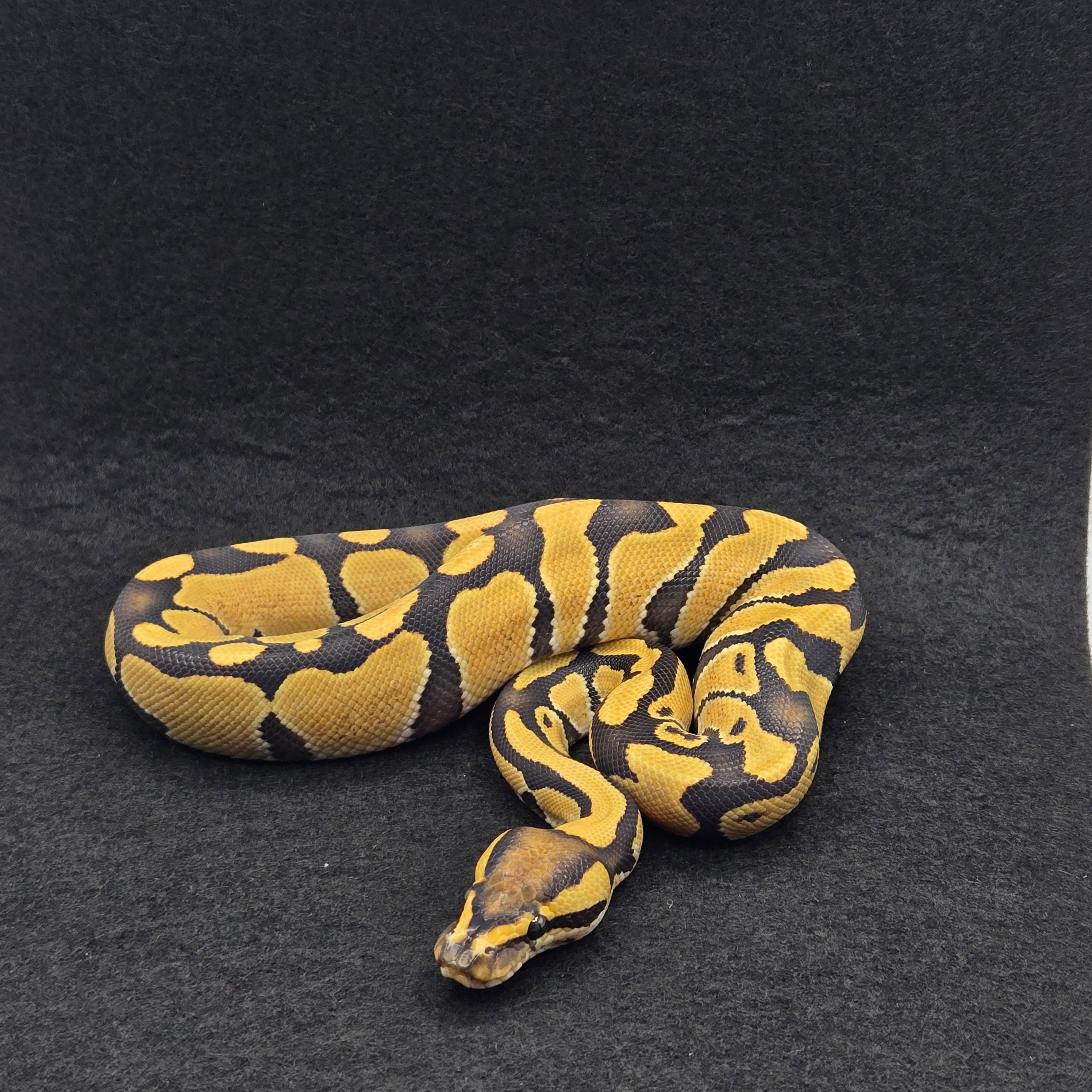 PITON BOLA MACHO ENCHI DESERT GHOST POSS HET CLOWN