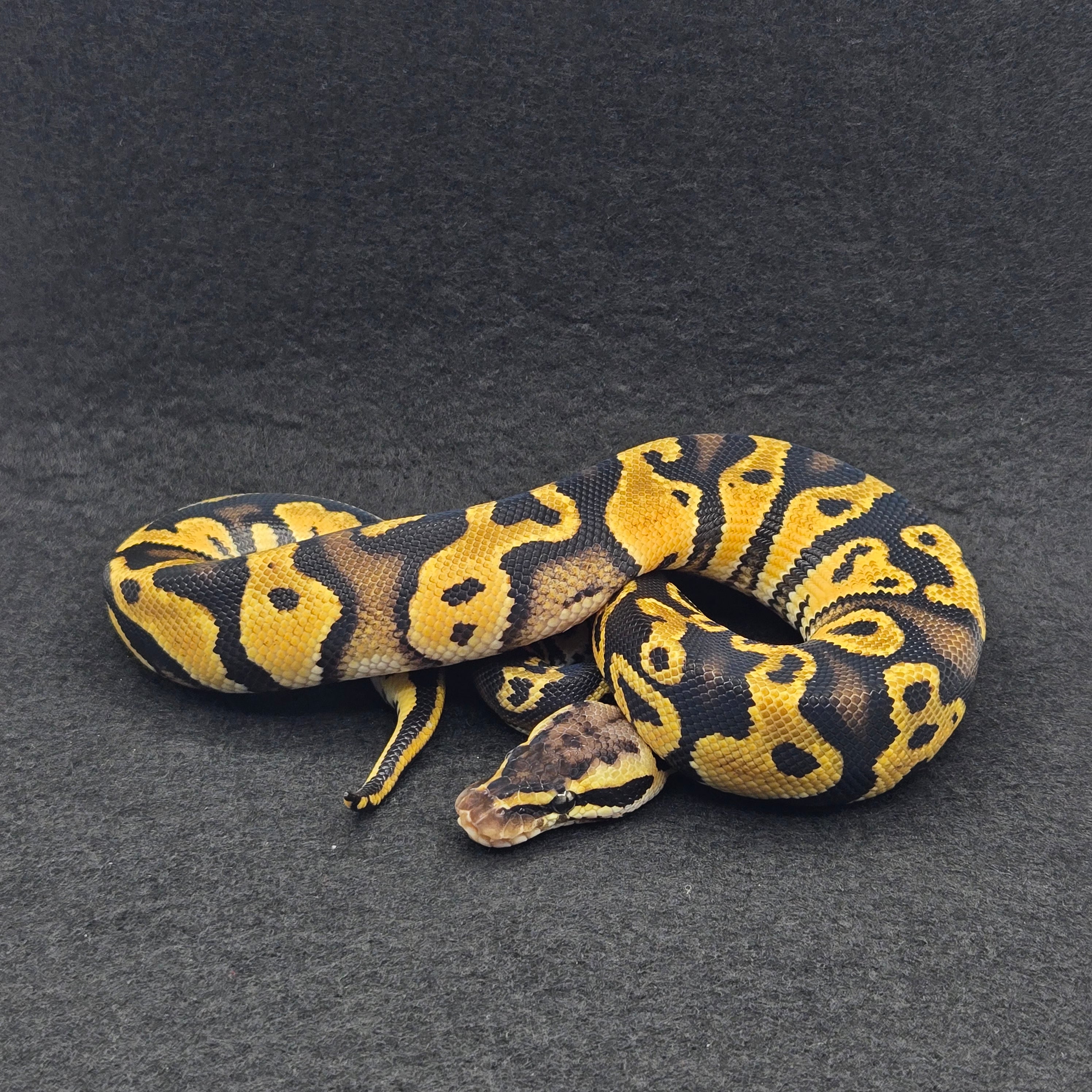 PITON BOLA MACHO BLACKHEAD PASTEL POSS DH CLOWN/PIED