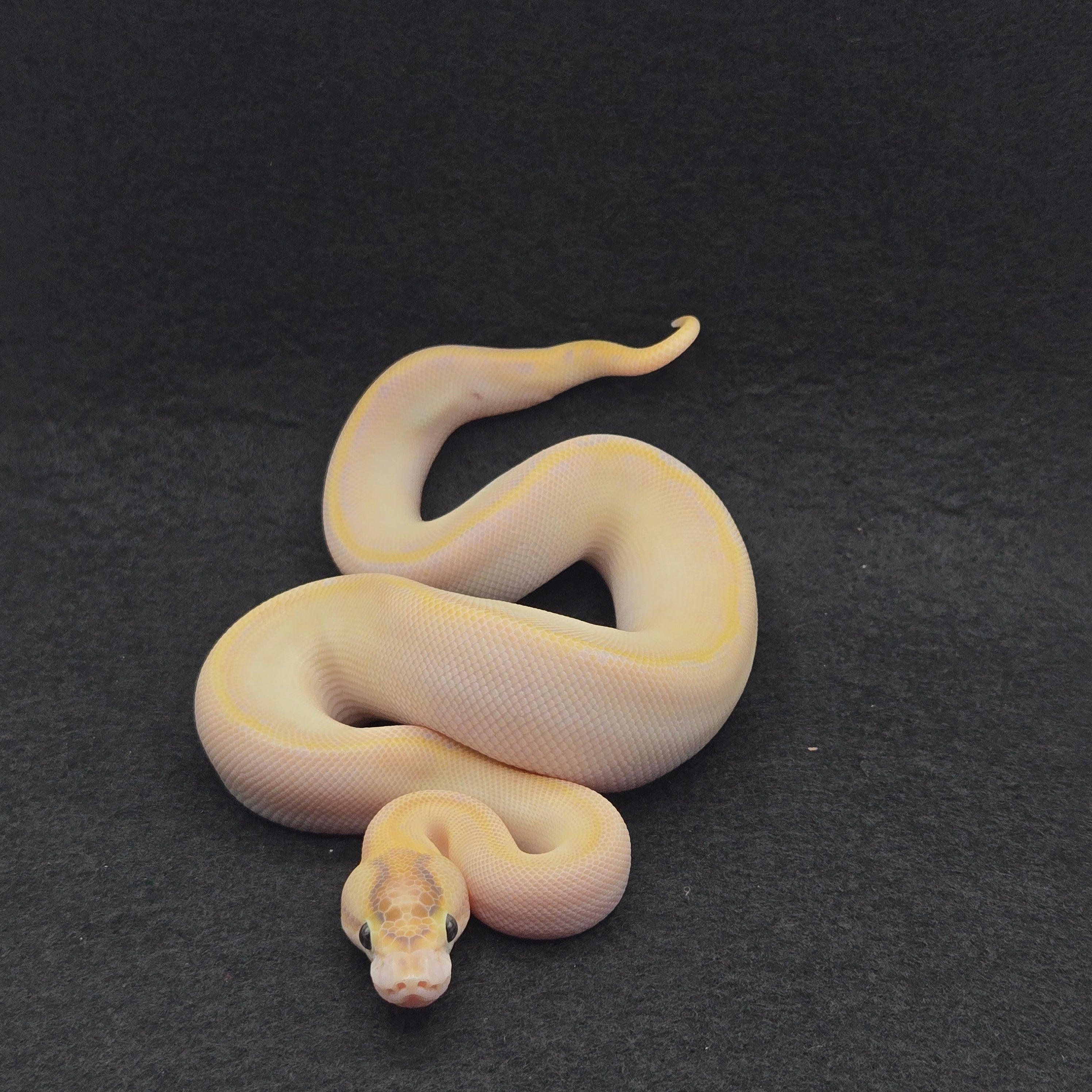 PITON BOLA MACHO SUPER ORANGE DREAM IVORY (ENCHI) DOBLE HET CLOWN/PIED
