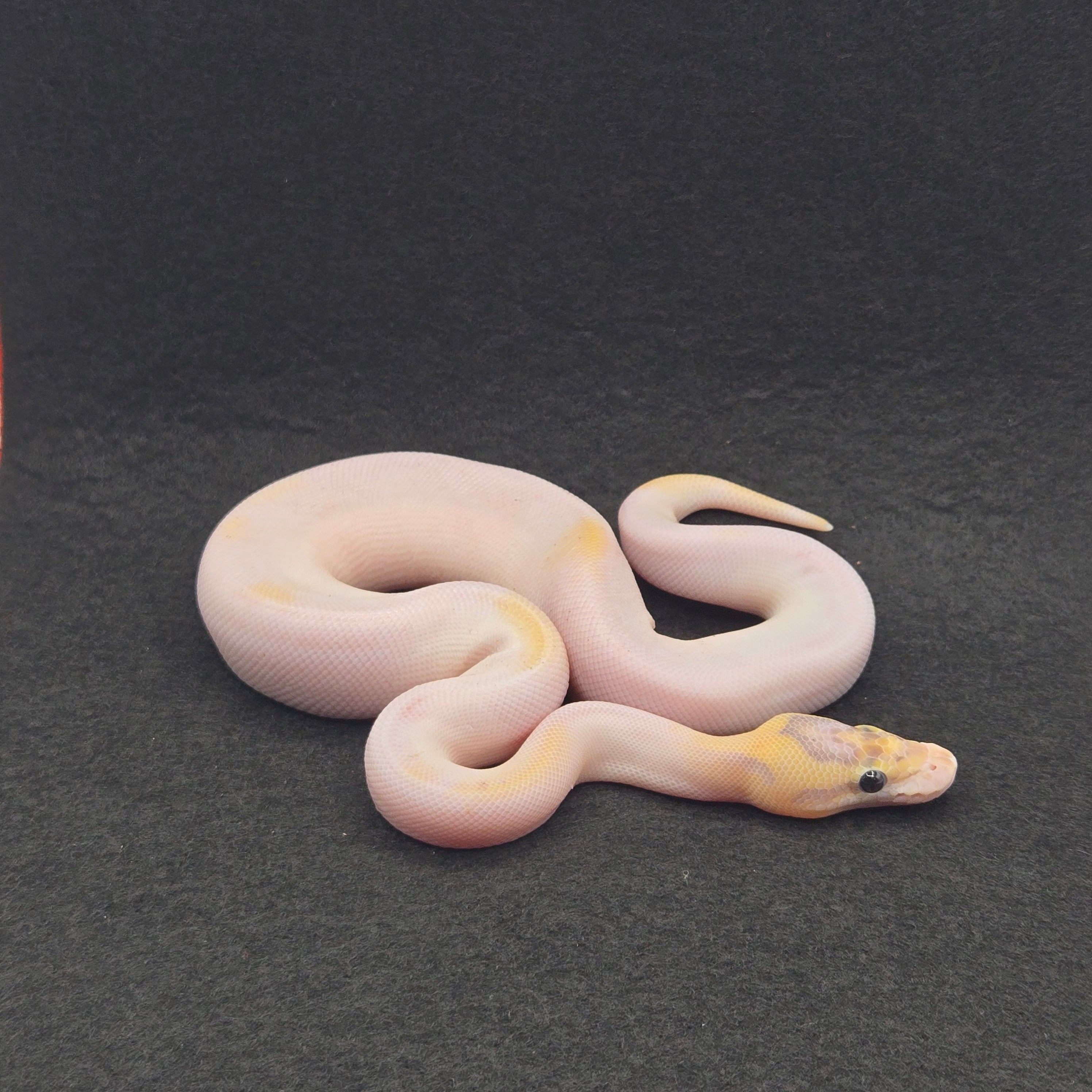 PITON BOLA MACHO SUPER ORANGE DREAM IVORY LEOPARD PIED HET CLOWN
