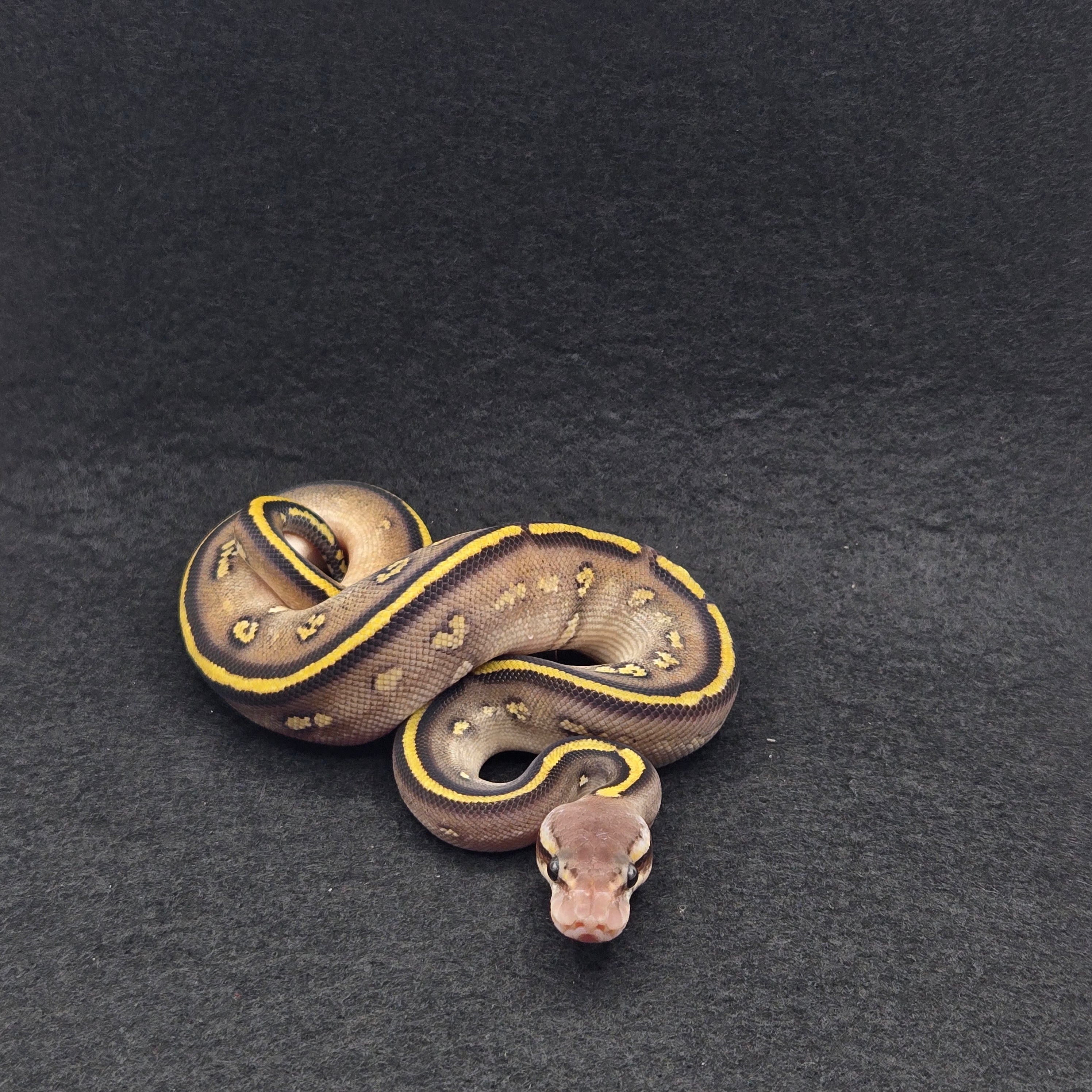 PITON BOLA MACHO LEOPARD MOJAVE STRANGER PASTEL HET CLOWN