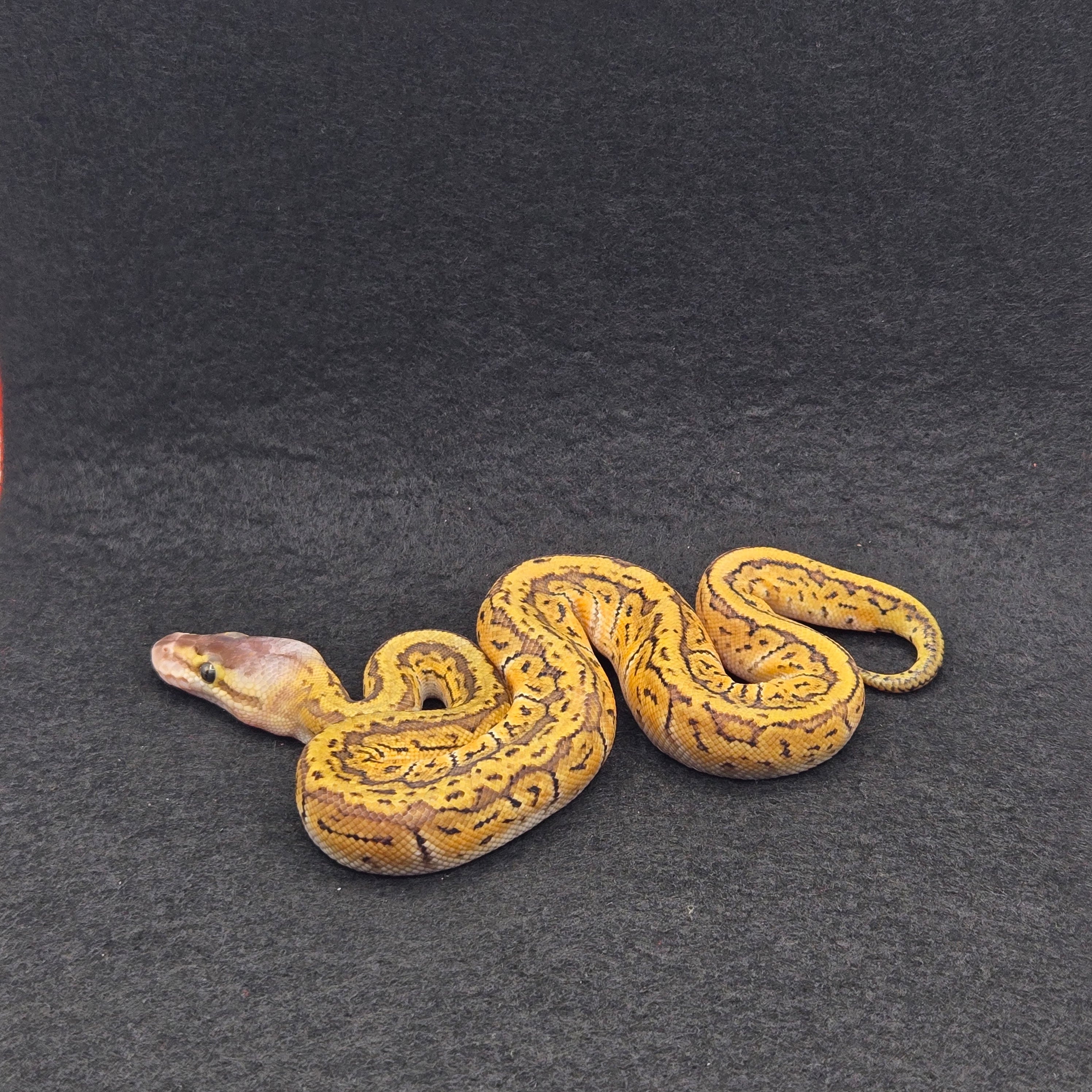 PITON BOLA MACHO FIRE PASTEL PINSTRIPE CYPRESS HET CLOWN