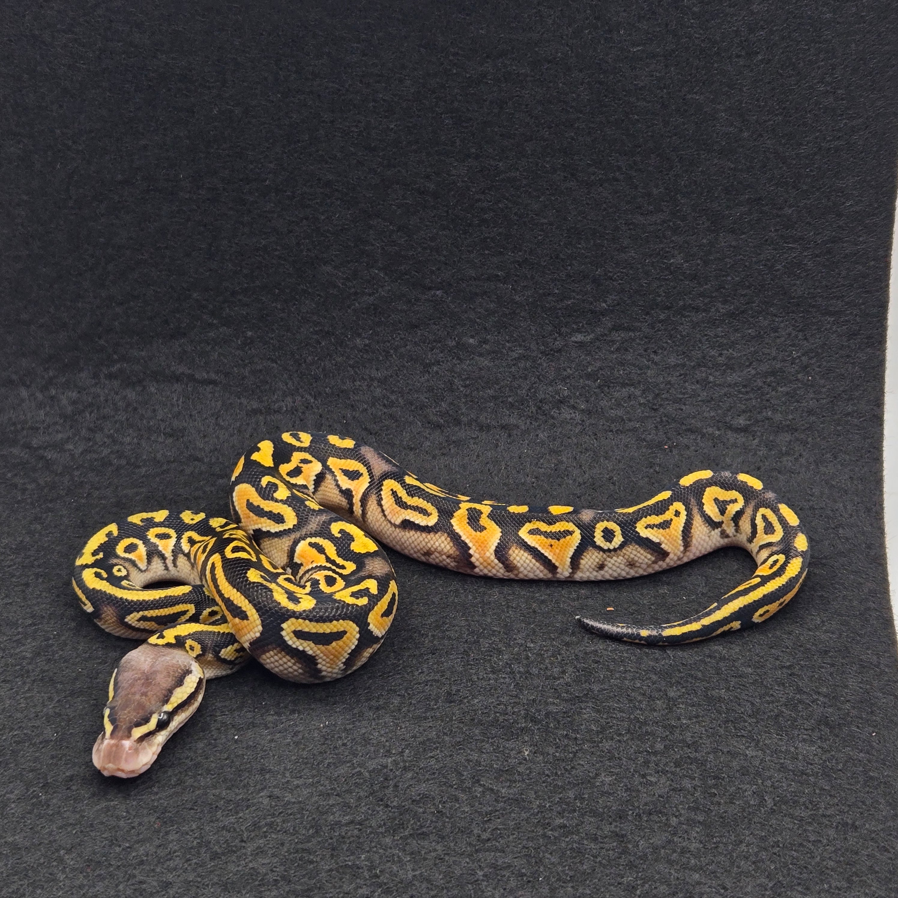 PITON BOLA HEMBRA CYPRESS LACE PASTEL HET CLOWN