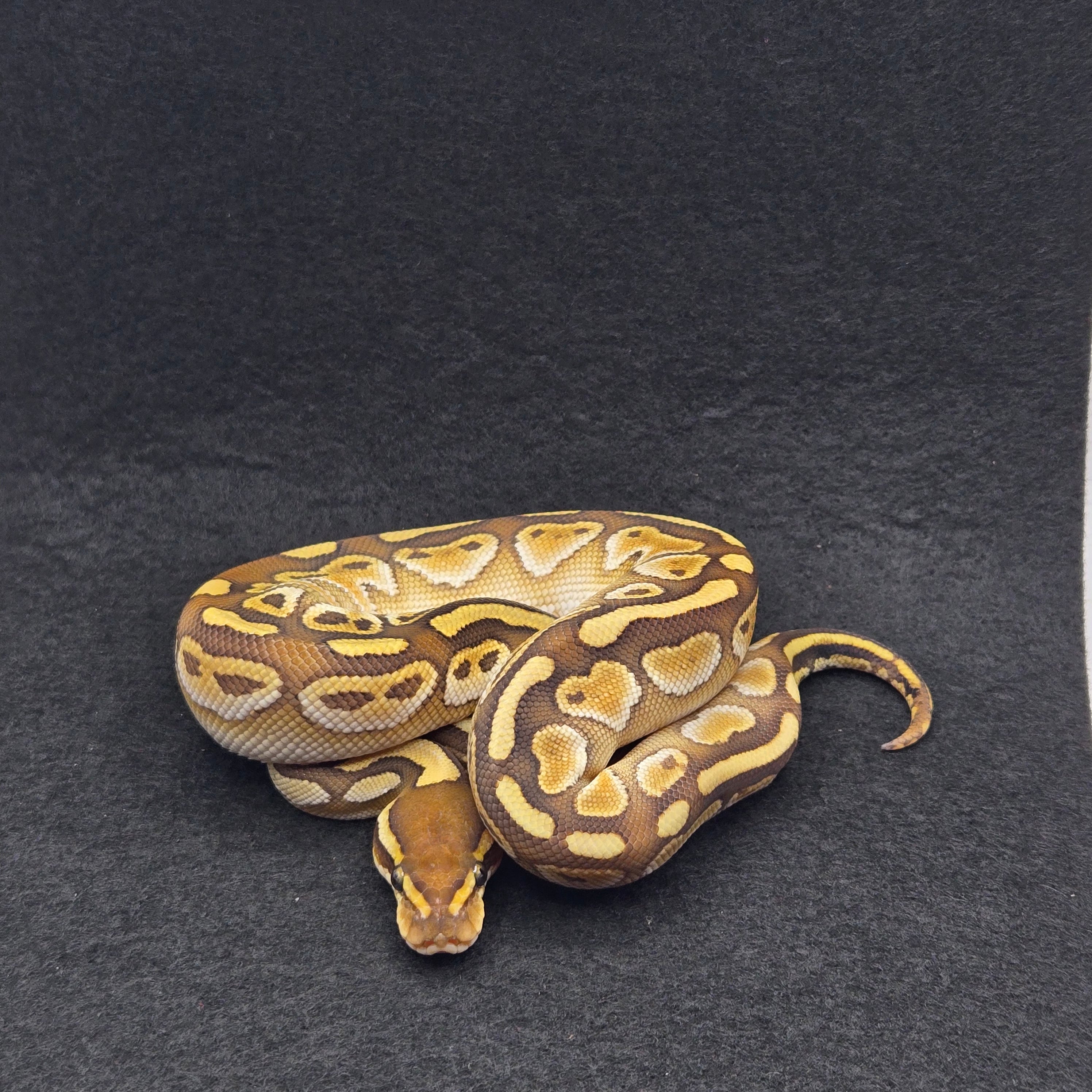 PITON BOLA MACHO BUTTER GRAVEL/YB HET CLOWN