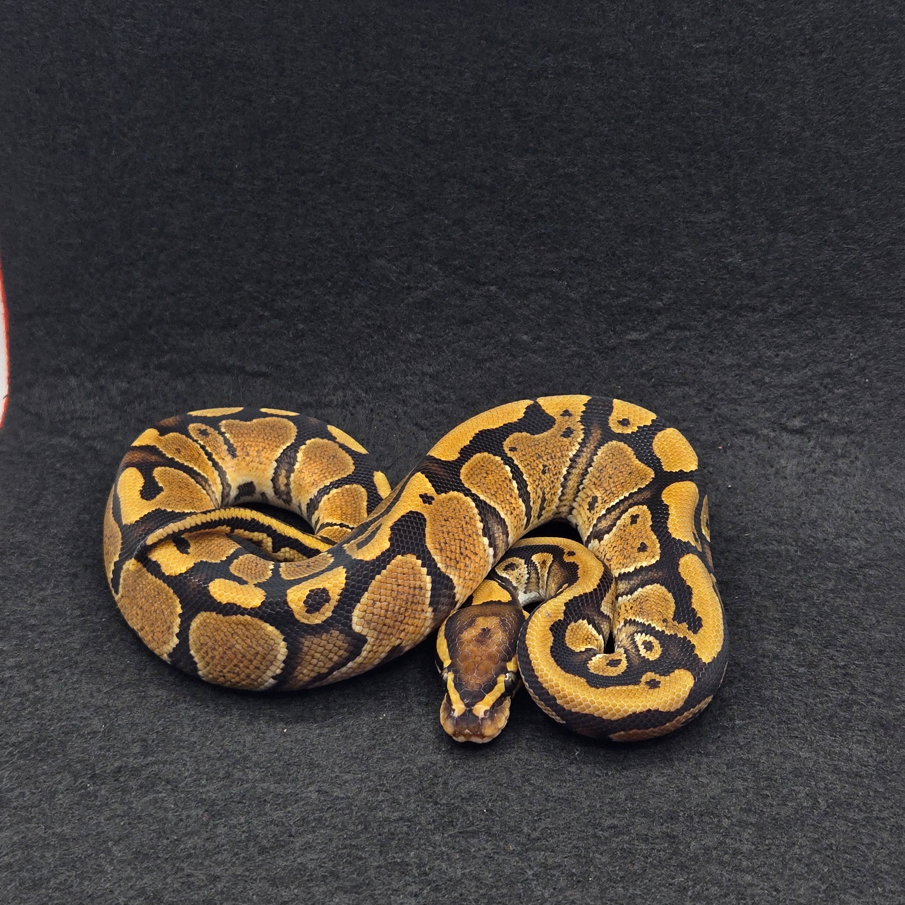 PITON BOLA MACHO GRAVEL/YELLOWBELLY HET CLOWN