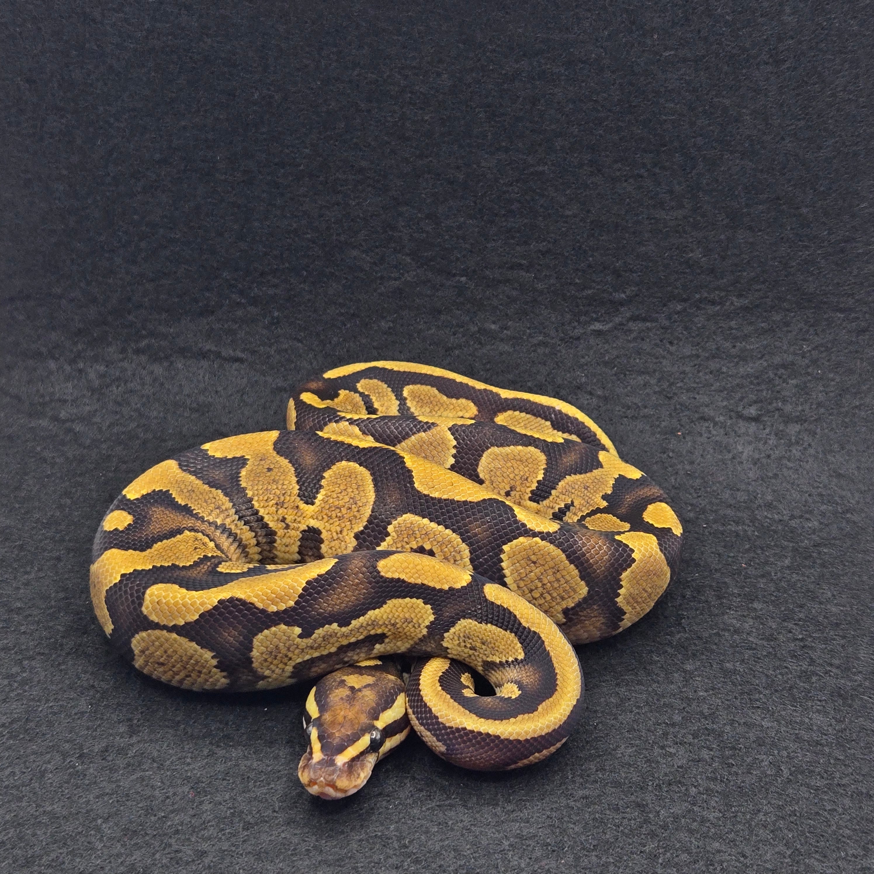 PITON BOLA MACHO SAUCE YELLOWBELLY HET ALBINO POSS HET PIED