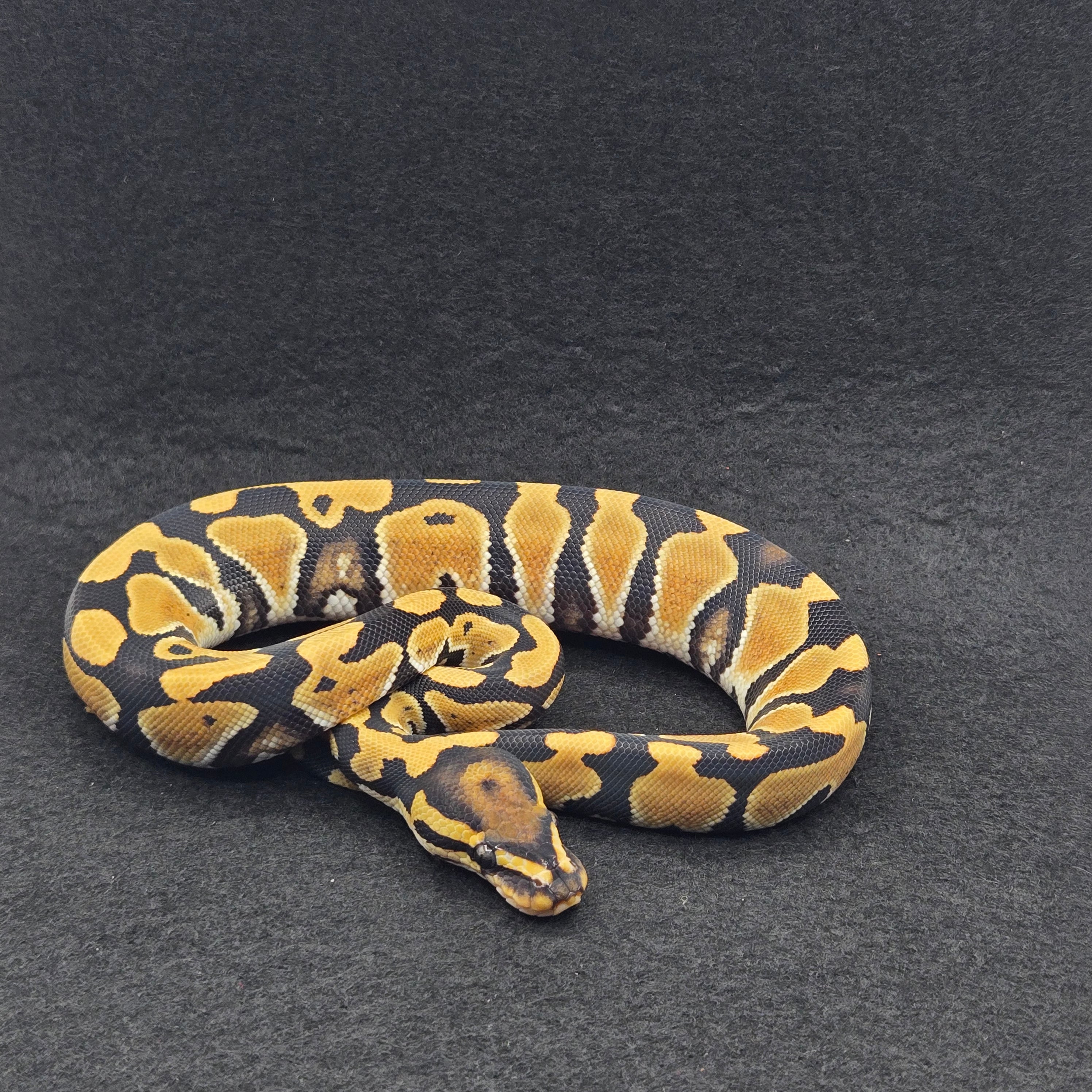 PITON BOLA MACHO FIRE DESERT GHOST POSS HET CLOWN