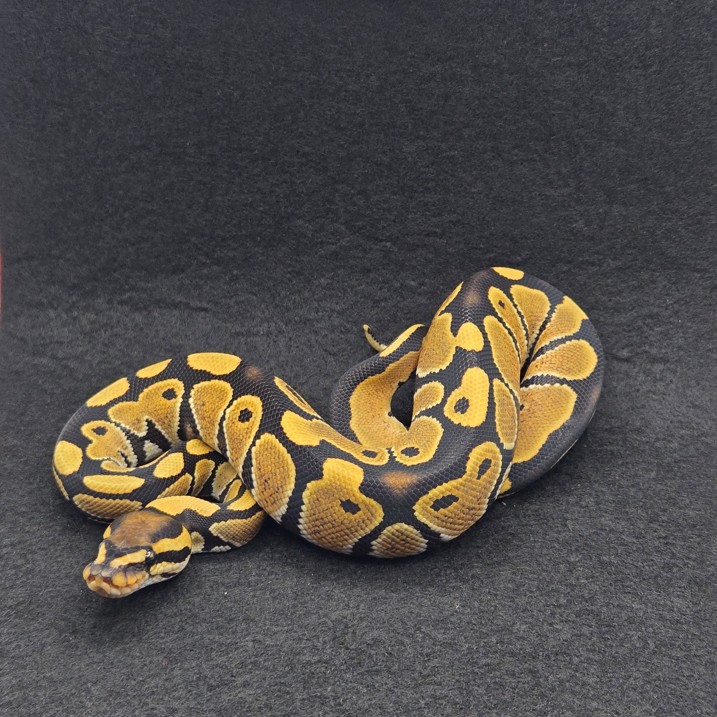PITON BOLA MACHO DESERT GHOST POSS HET CLOWN