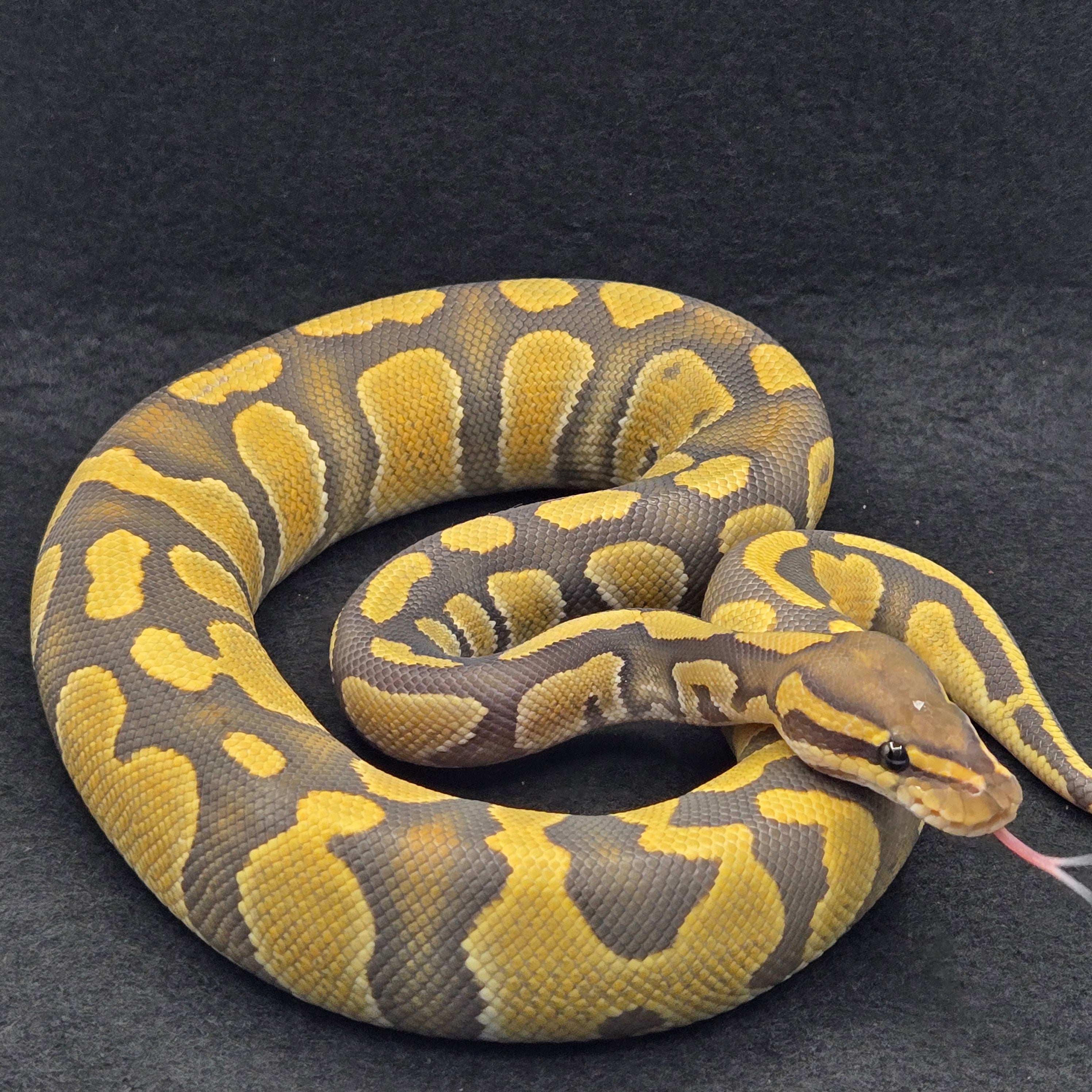PITON BOLA MACHO ENCHI CHOCOLATE HYPO HET DG/CLOWN