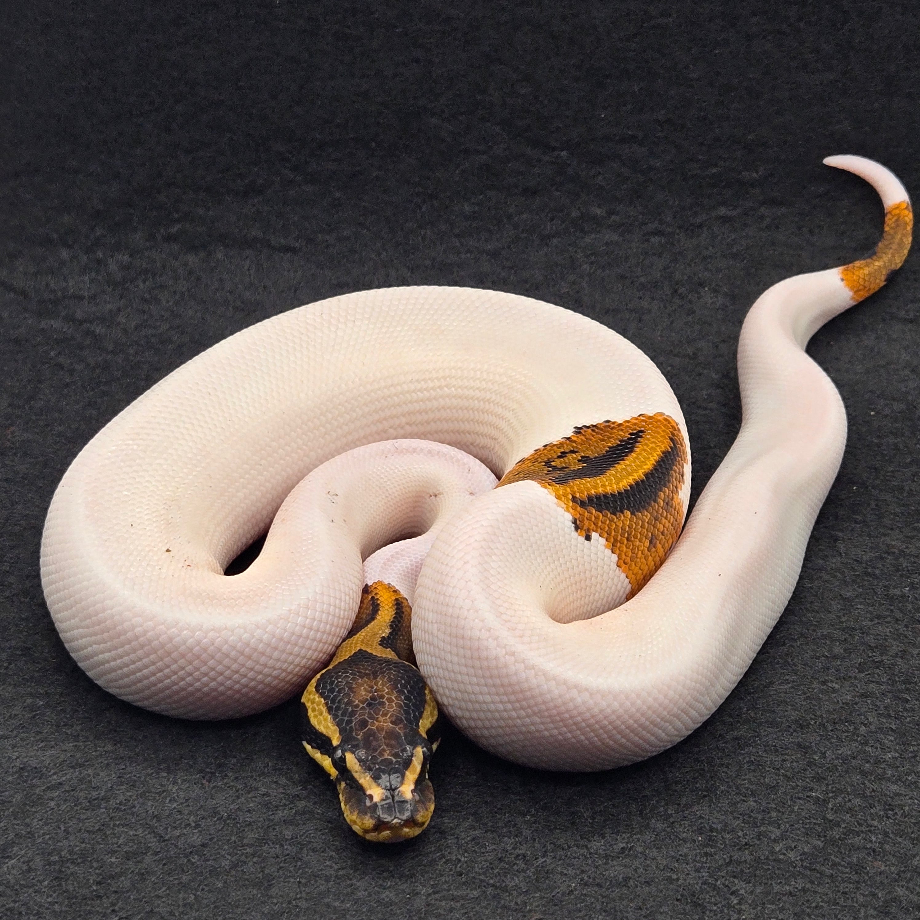 PITON BOLA MACHO YELLOWBELLY PIED HET MONARCH