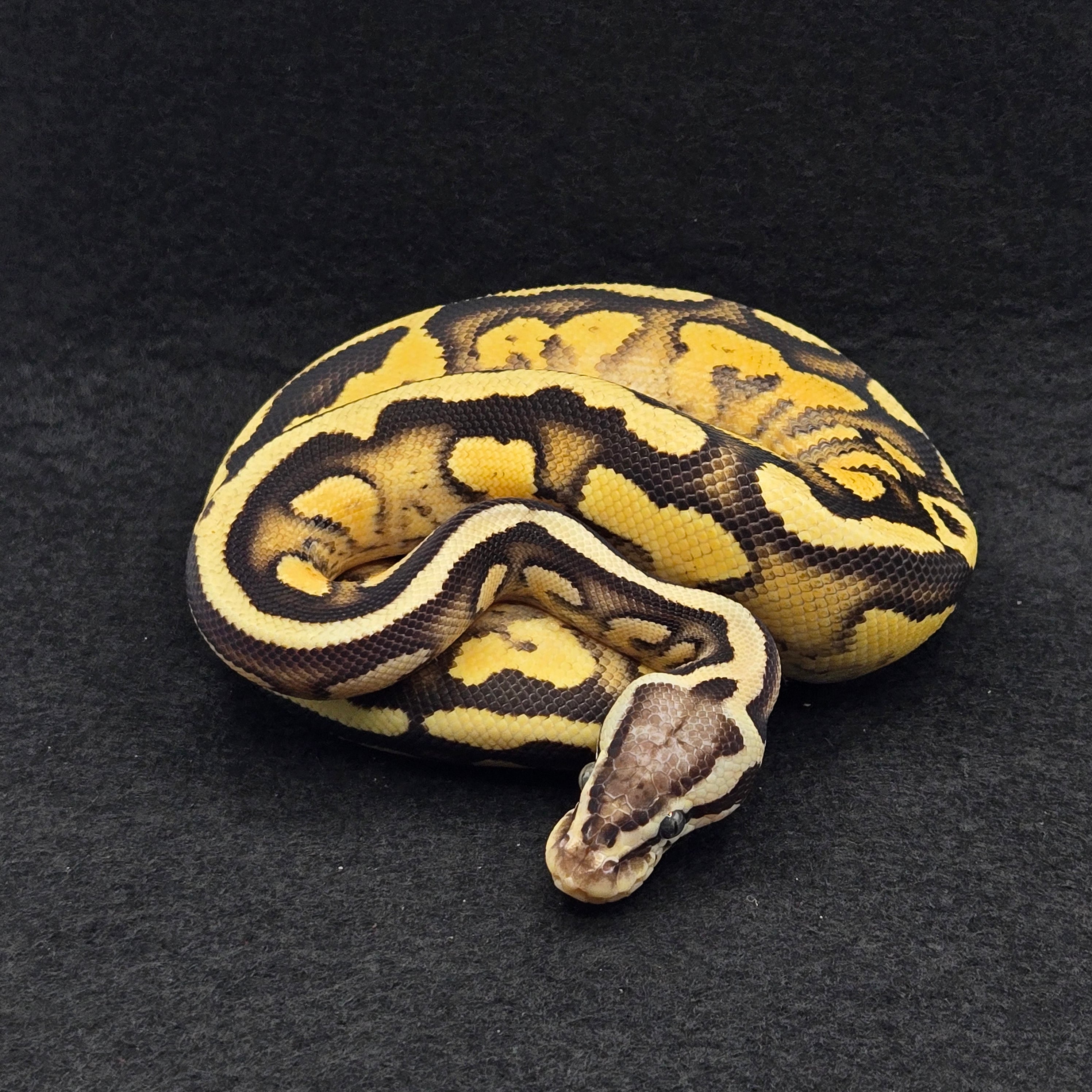 PITON BOLA MACHO FIRE PASTEL YELLOWBELLY HET MONARCH POSS HET PIED