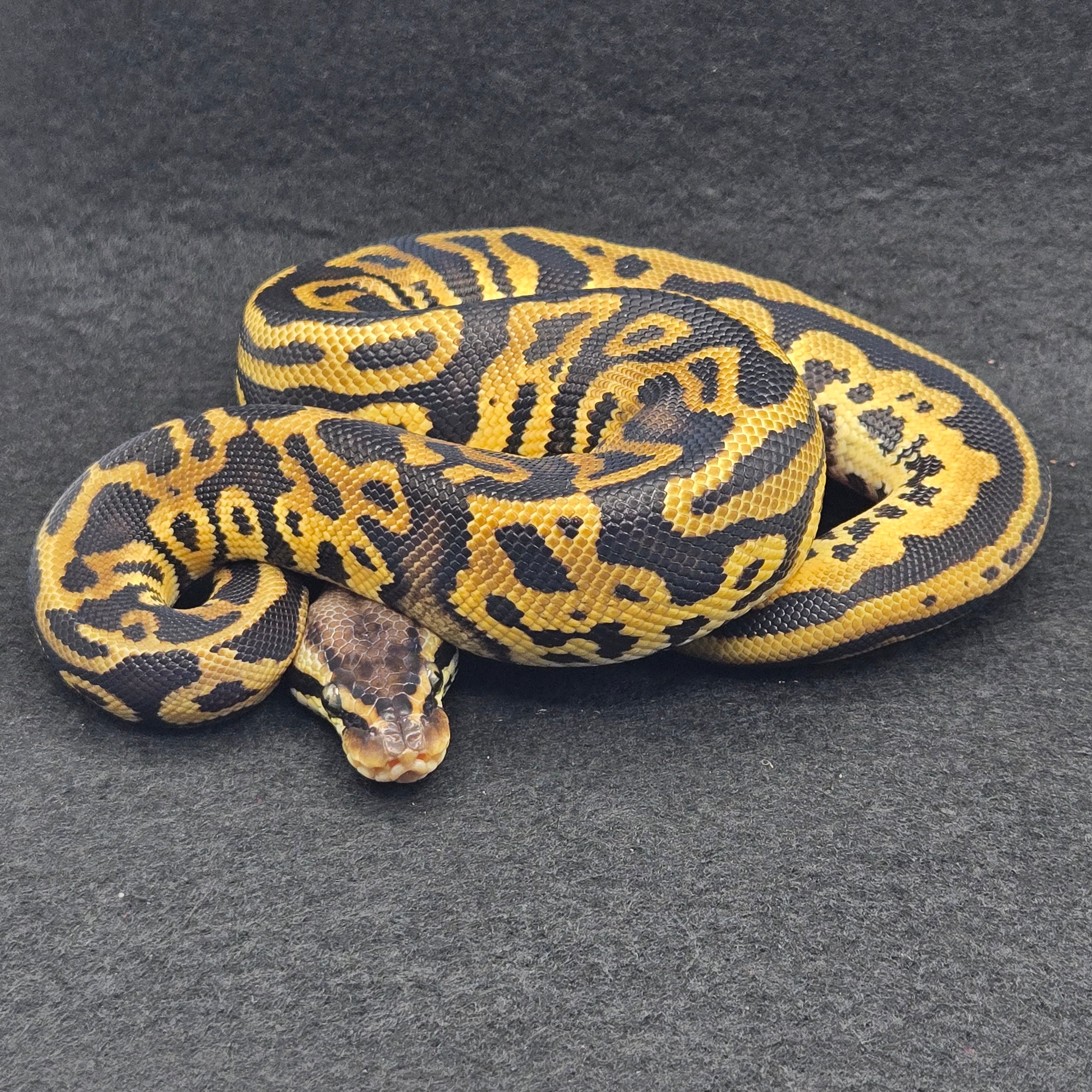 PITON BOLA MACHO LACE LEOPARD PASTEL POSS DH CLOWN/PIED