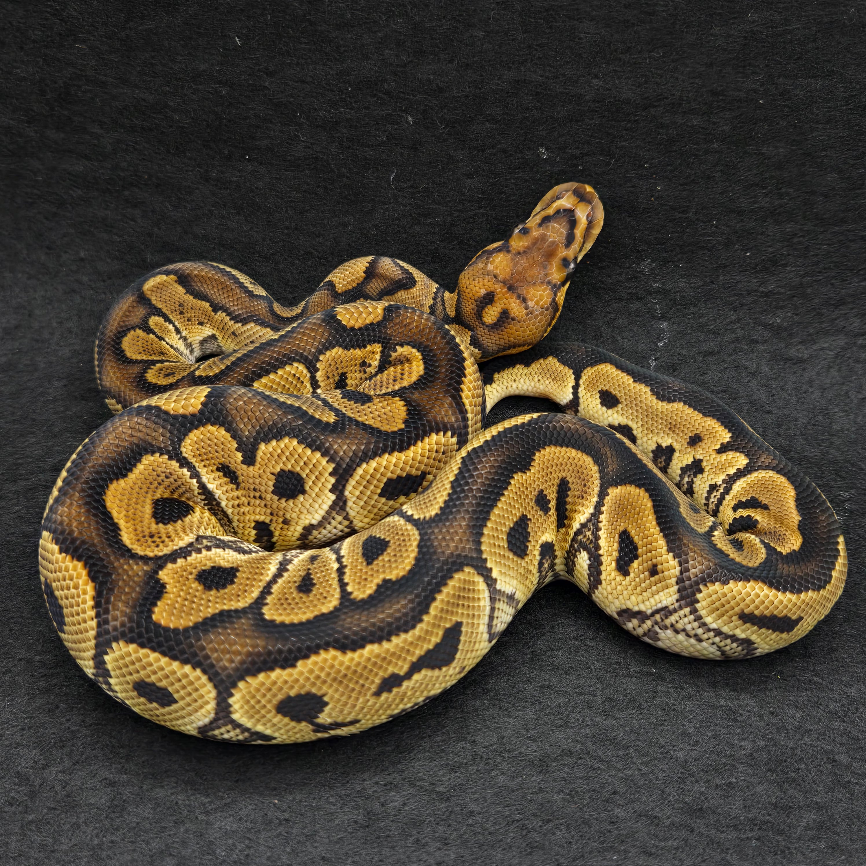 PITON BOLA MACH GHI YELLOWBELLY CLOWN