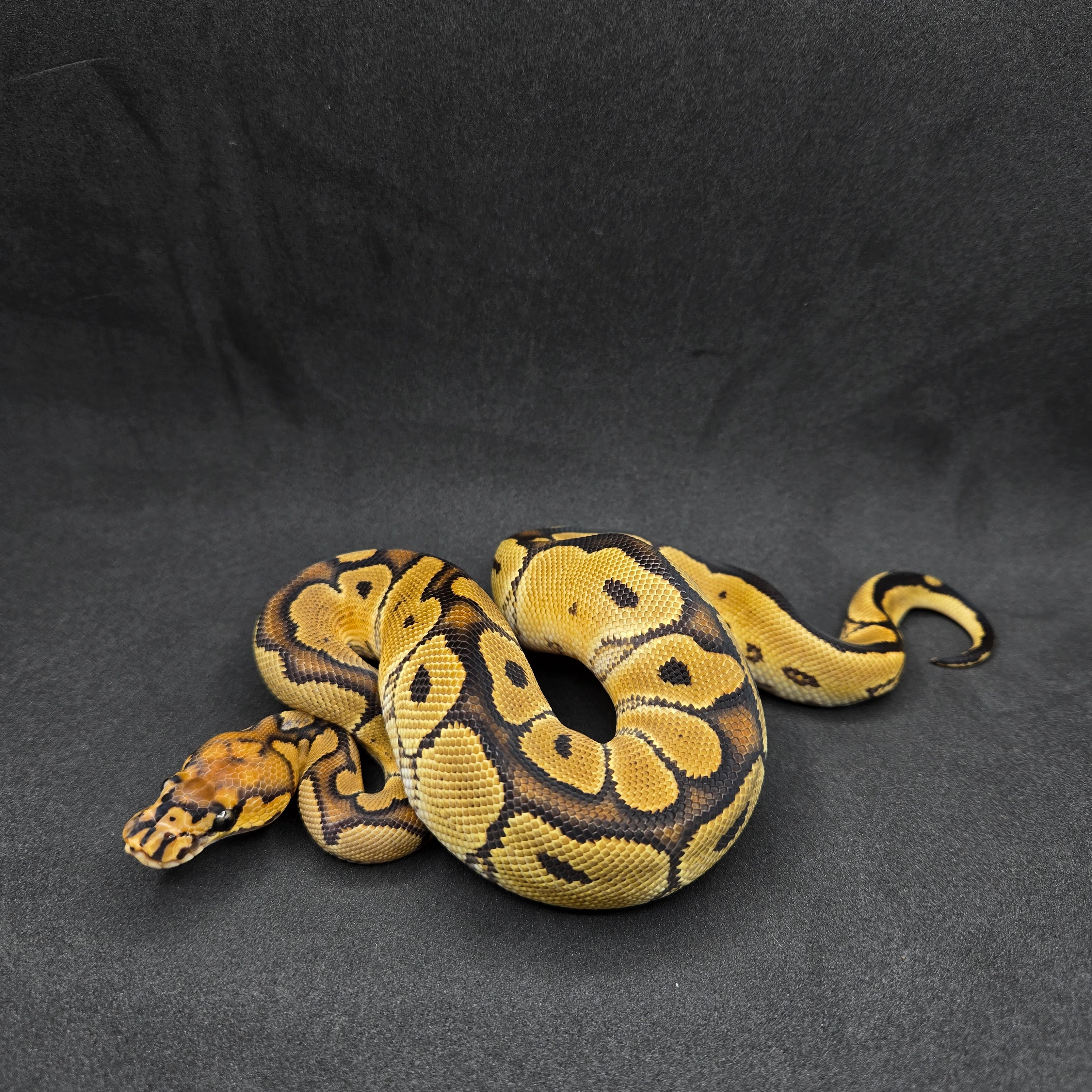 PITON BOLA MACHO FIRE CLOWN