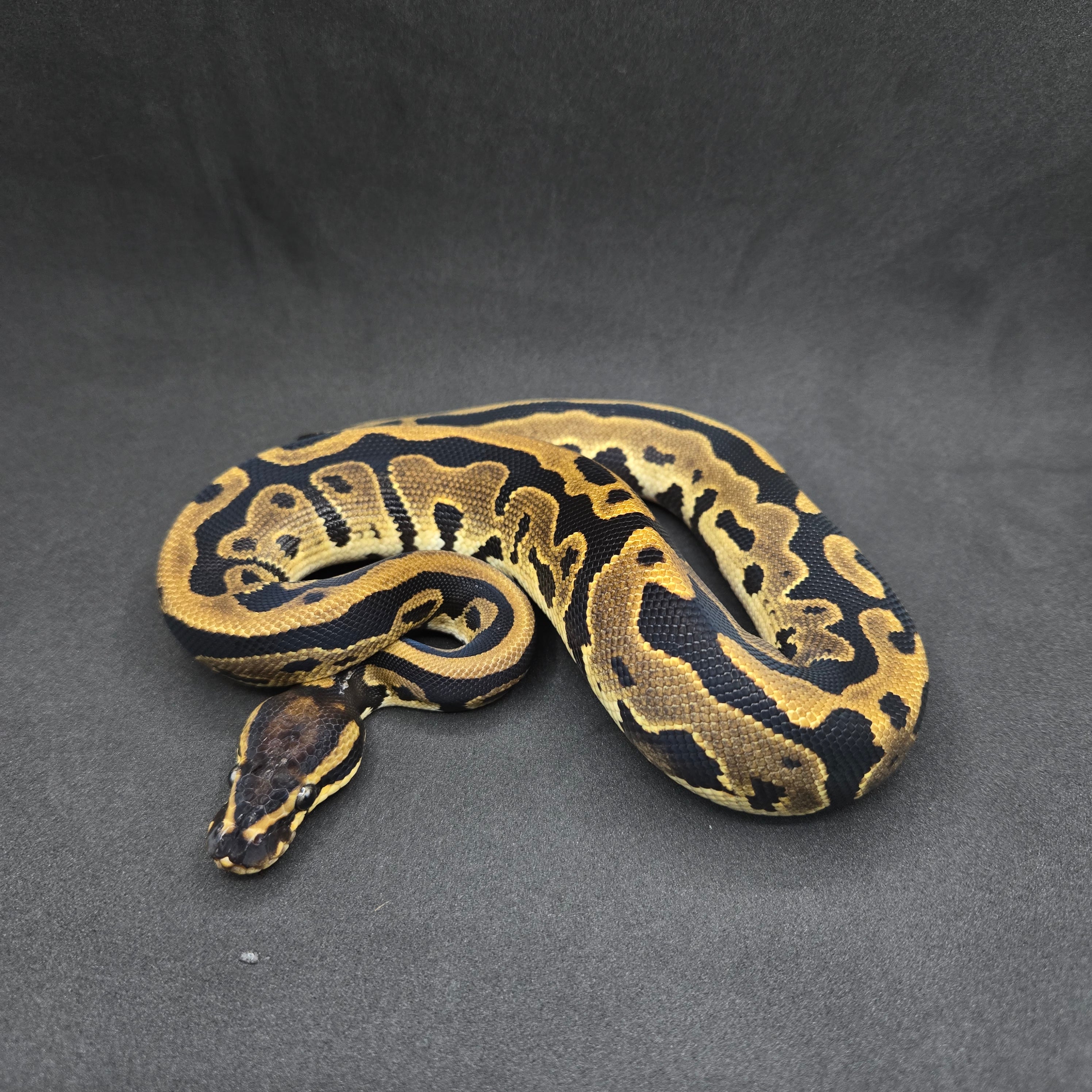 PITON BOLA MACHO LACE LEOPARD POSS DH CLOWN/PIED