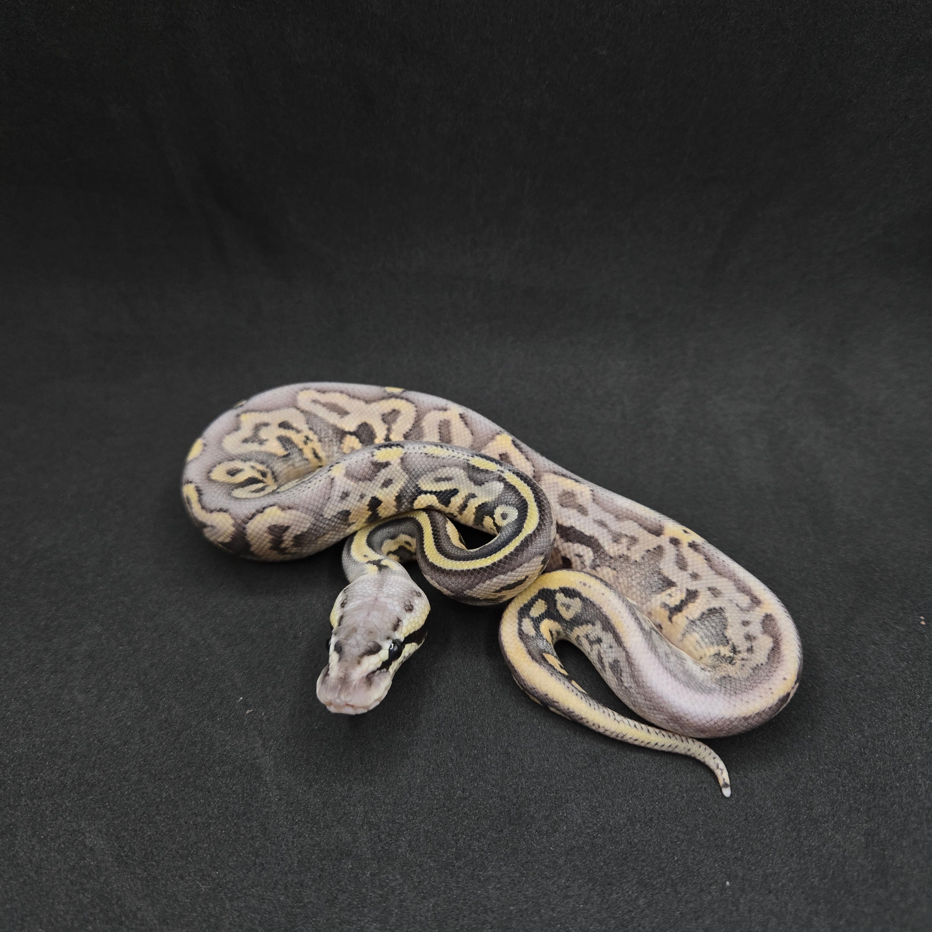 PITON BOLA MACHO SUPER PASTEL LEOPARD HET HYPO POSS HET CLOWN