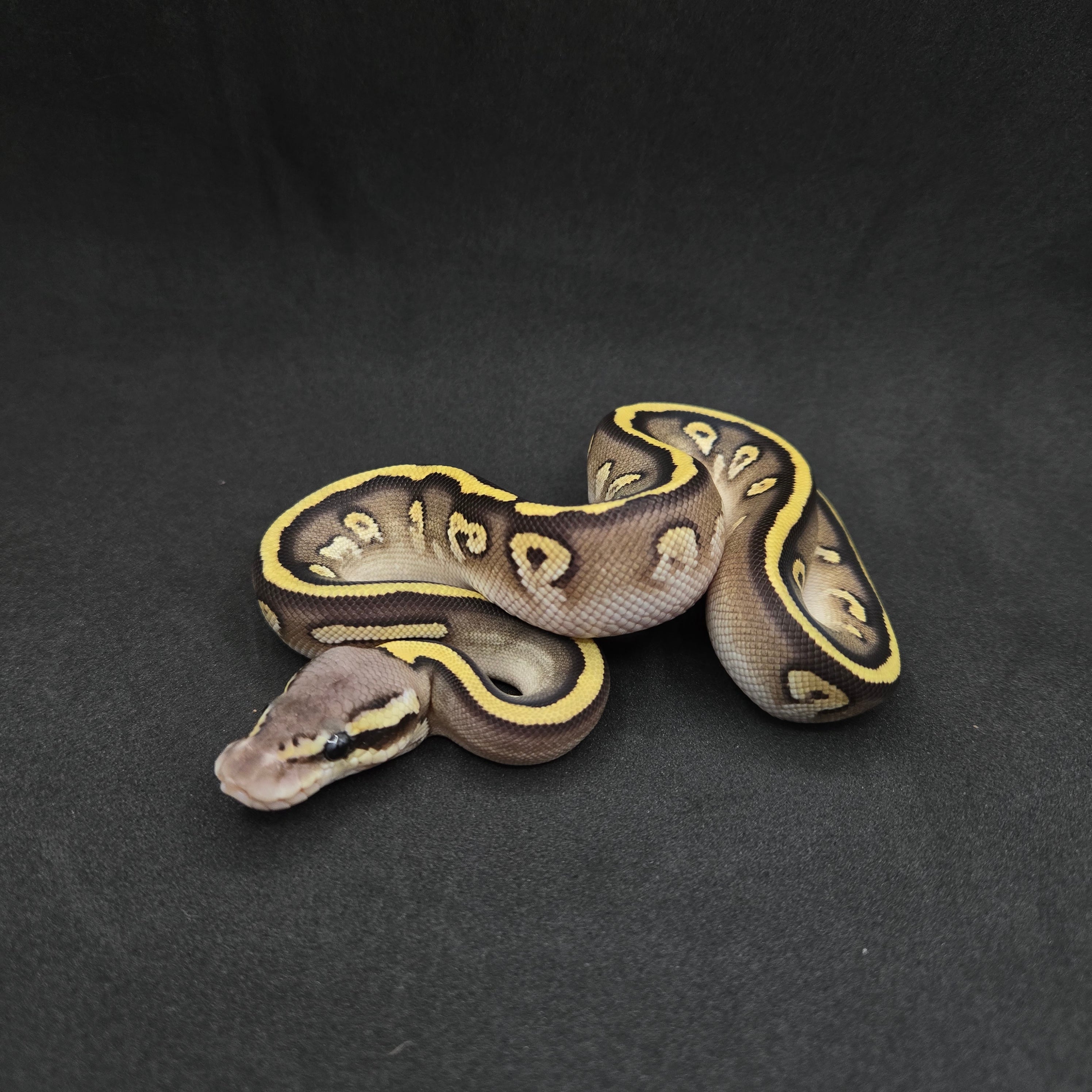 PITON BOLA HEMBRA LEOPARD MOJAVE PASTEL HET HYPO POSS HET CLOWN