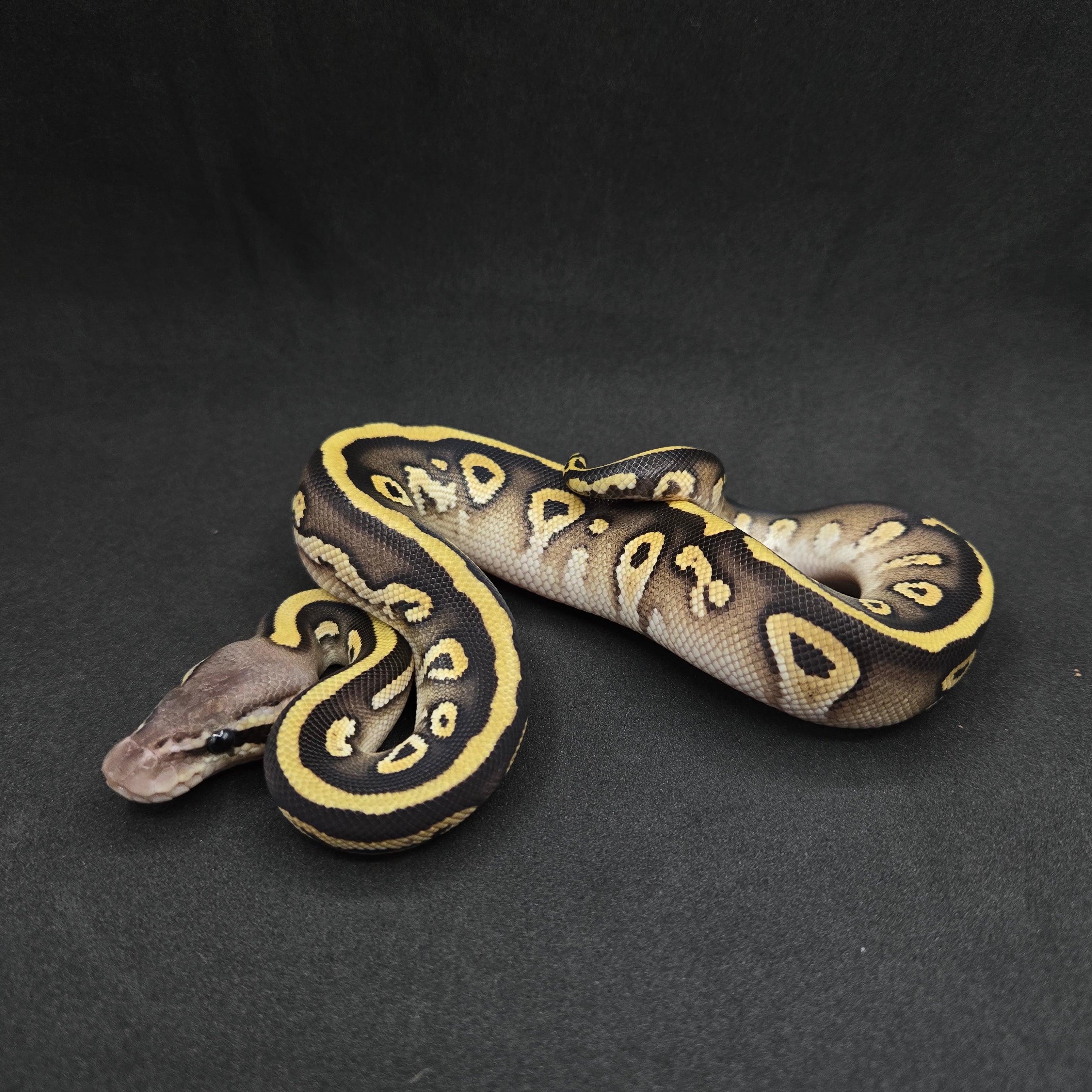 PITON BOLA MACHO LEOPARD MOJAVE PASTEL  HET HYPO POSS HET CLOWN