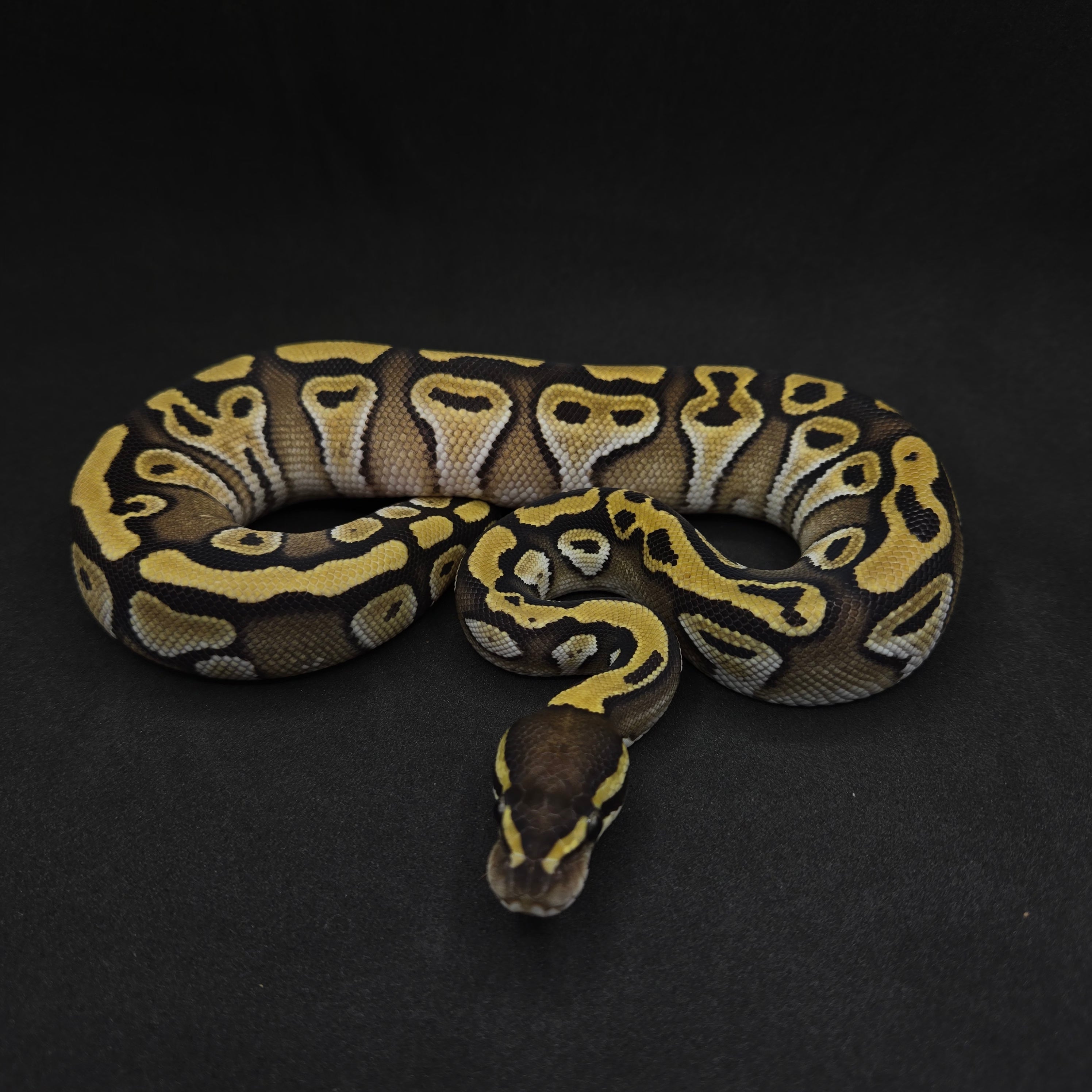 PITON BOLA HEMBRA MYSTIC/MOJAVE