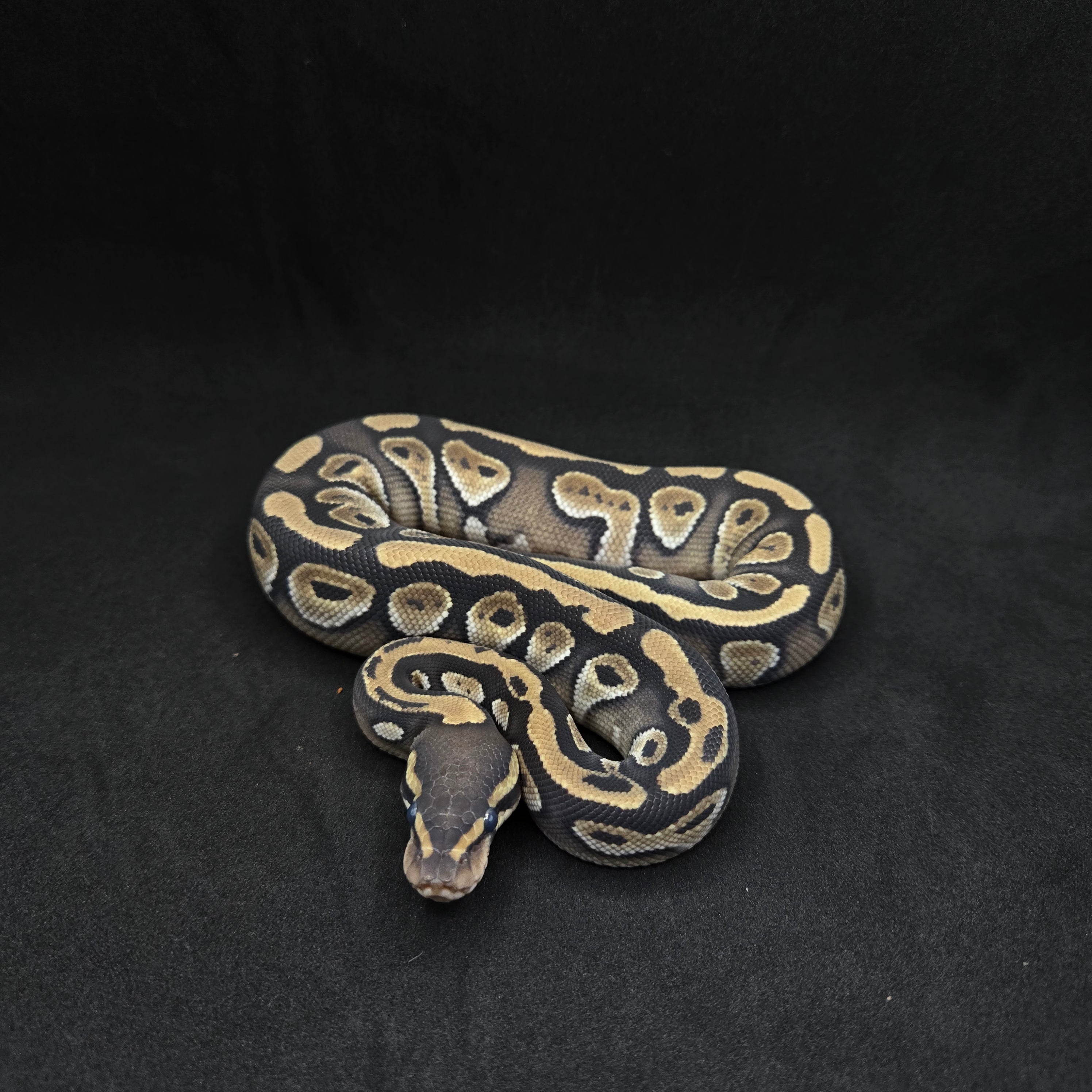 PITON BOLA HEMBRA MOJAVE/MYSTIC