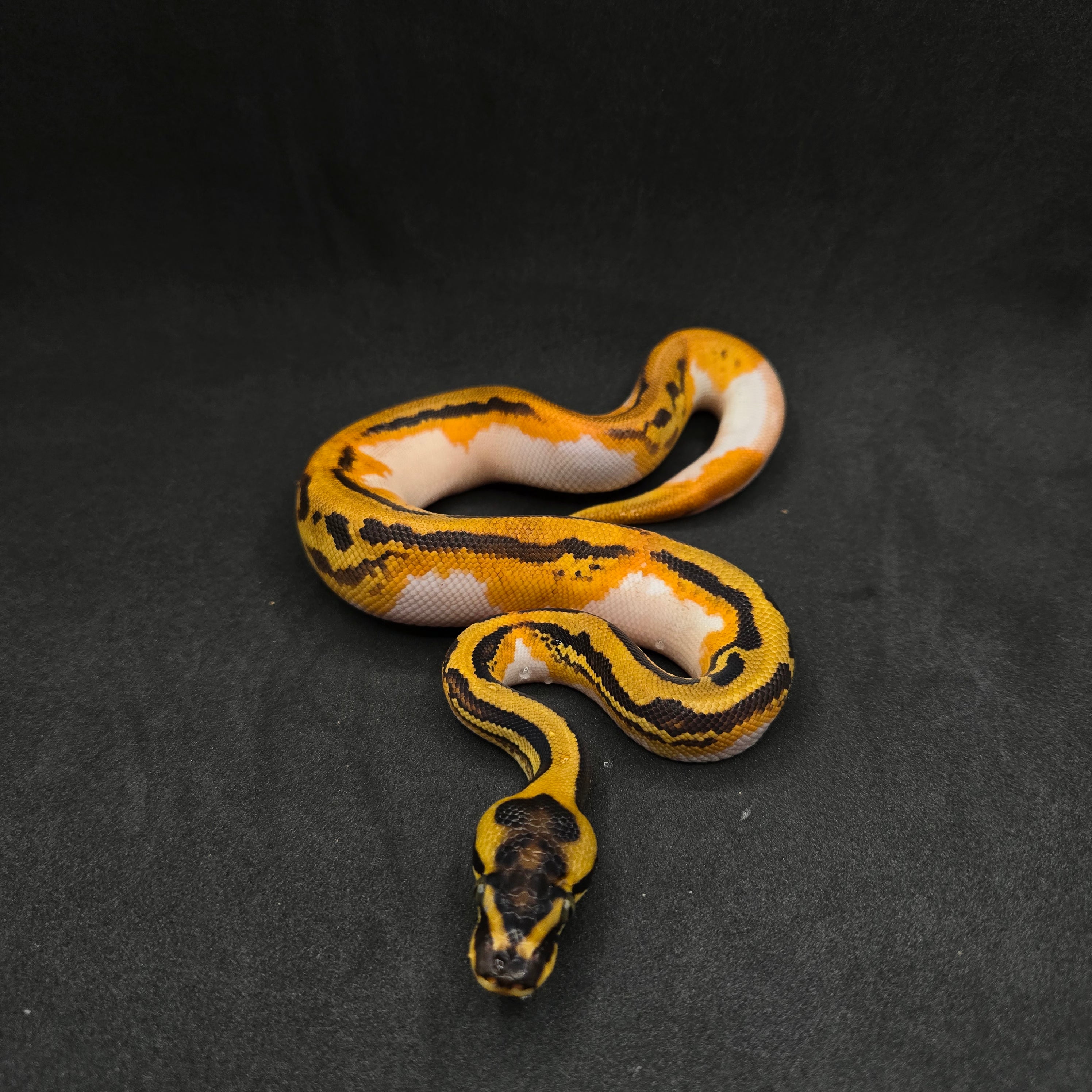PITON BOLA MACHO SUPER ORANGE DREAM LEOPARD YELLOWBELLY PIED HET CLOWN