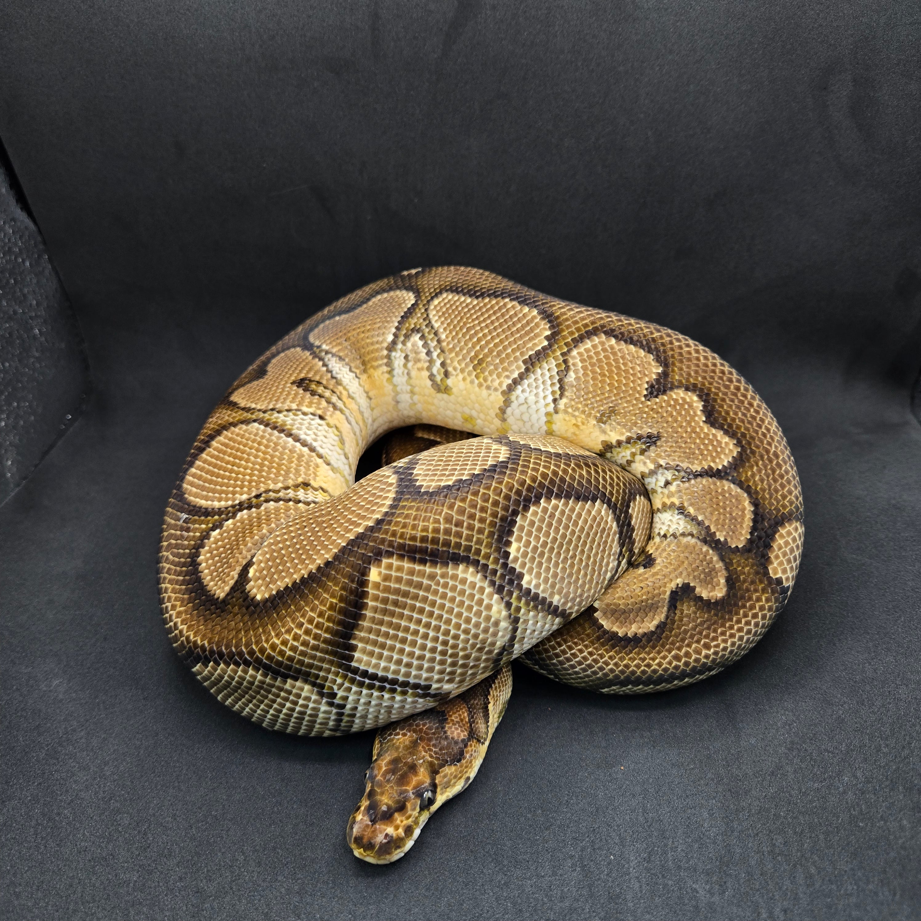 PITON BOLA HEMBRA ADULTA REPRODUCTORA YELLOWBELLY CLOWN
