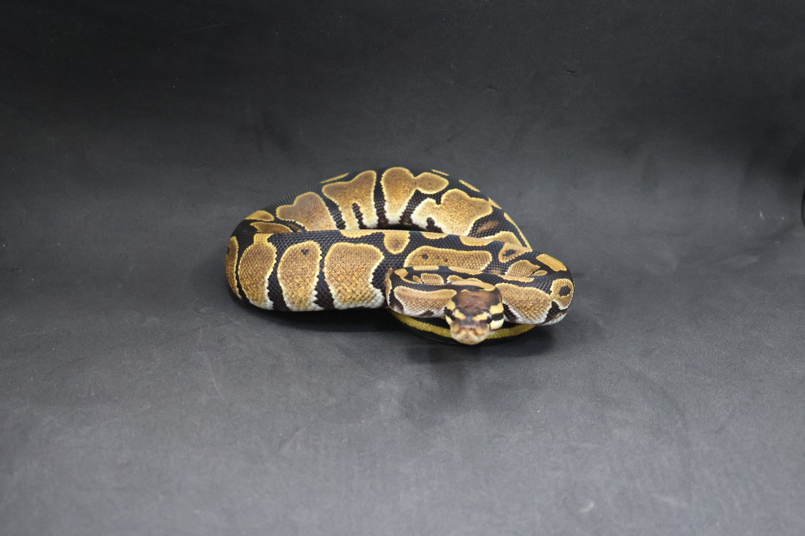 PITON BOLA MACHO  NOMINAL HET MONARCH 66% HET GSTRIPE/HYPO/PIED