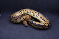 PITON BOLA MACHO  YELLOWBELLY CLOWN