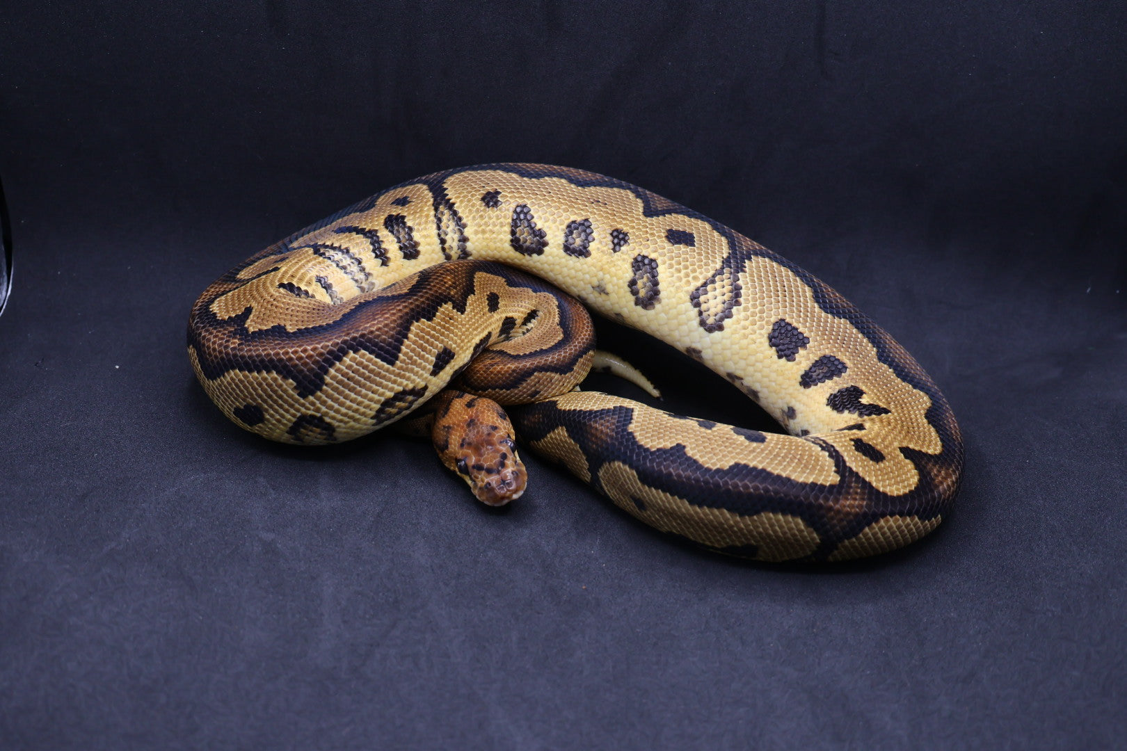 PITON BOLA MACHO  YELLOWBELLY CLOWN