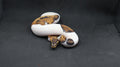 PITON BOLA MACHO PIED HET MONARCH/HYPO 66% HET GSTRIPE