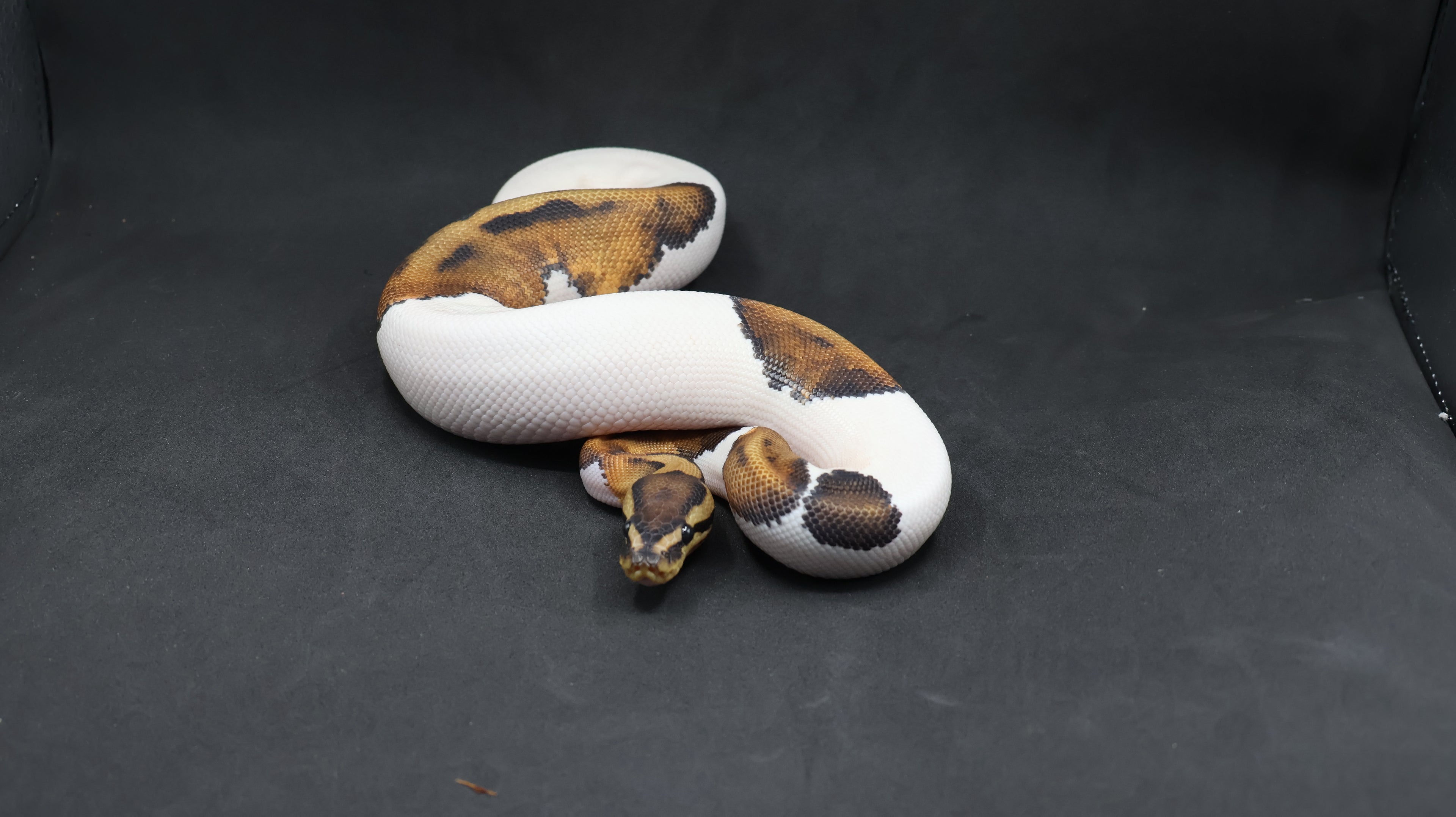 PITON BOLA MACHO PIED HET MONARCH/HYPO 66% HET GSTRIPE
