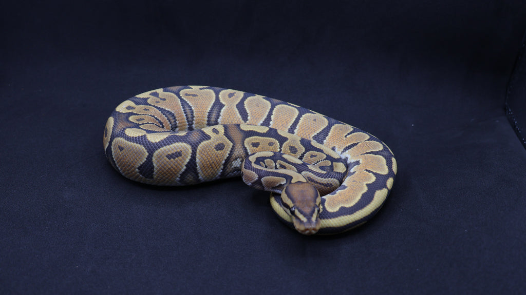 PITON BOLA MACHO HYPO HET MONARCH/PIED 66% HET GSTRIPE