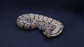PITON BOLA MACHO HYPO HET MONARCH/PIED 66% HET GSTRIPE
