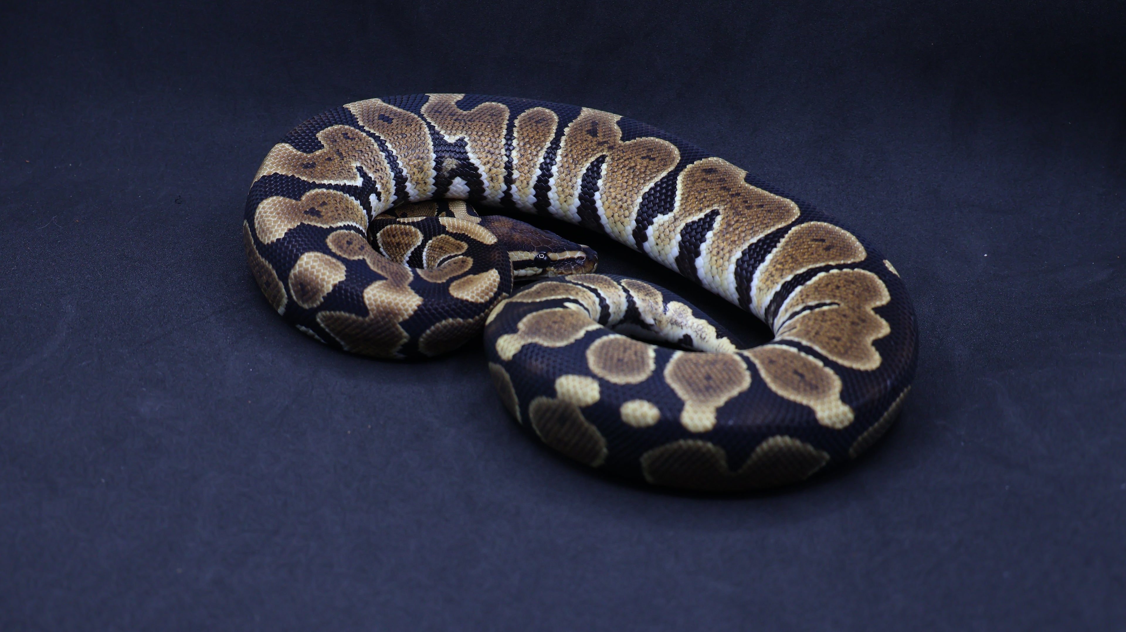 PITON BOLA MACHO  NOMINAL HET MONARCH 66% HET GSTRIPE/HYPO/PIED
