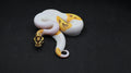 PITON BOLA MACHO ORANGE DREAM FIRE  YB CHOCOLATE PIED HET MONARCH