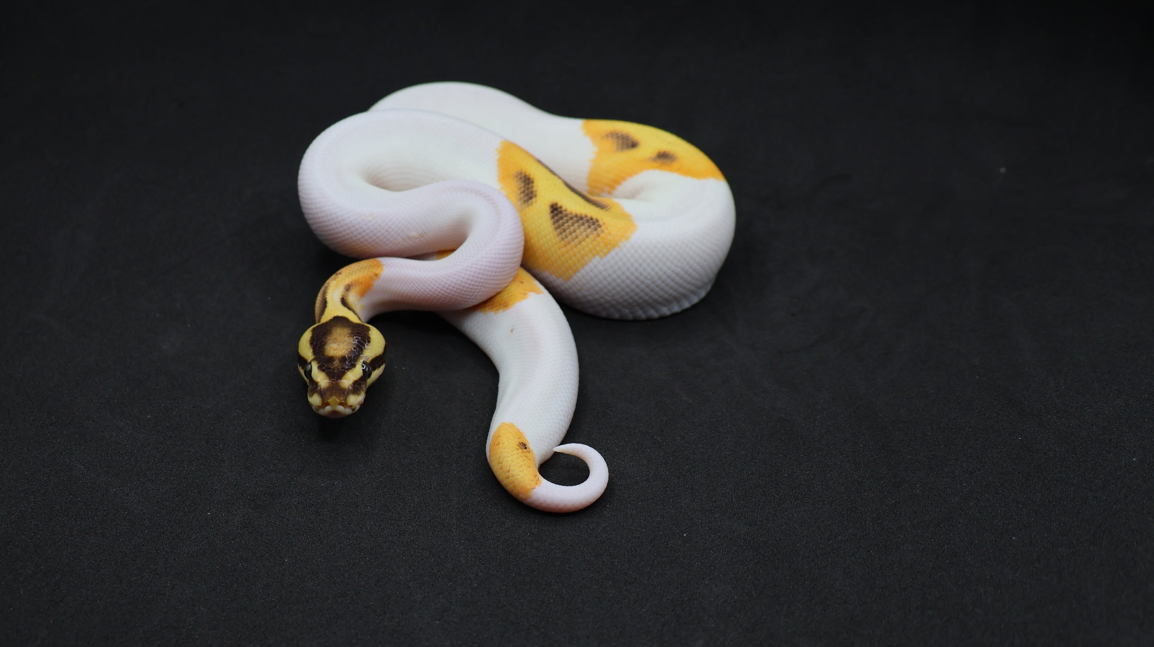 PITON BOLA MACHO ORANGE DREAM FIRE  YB CHOCOLATE PIED HET MONARCH