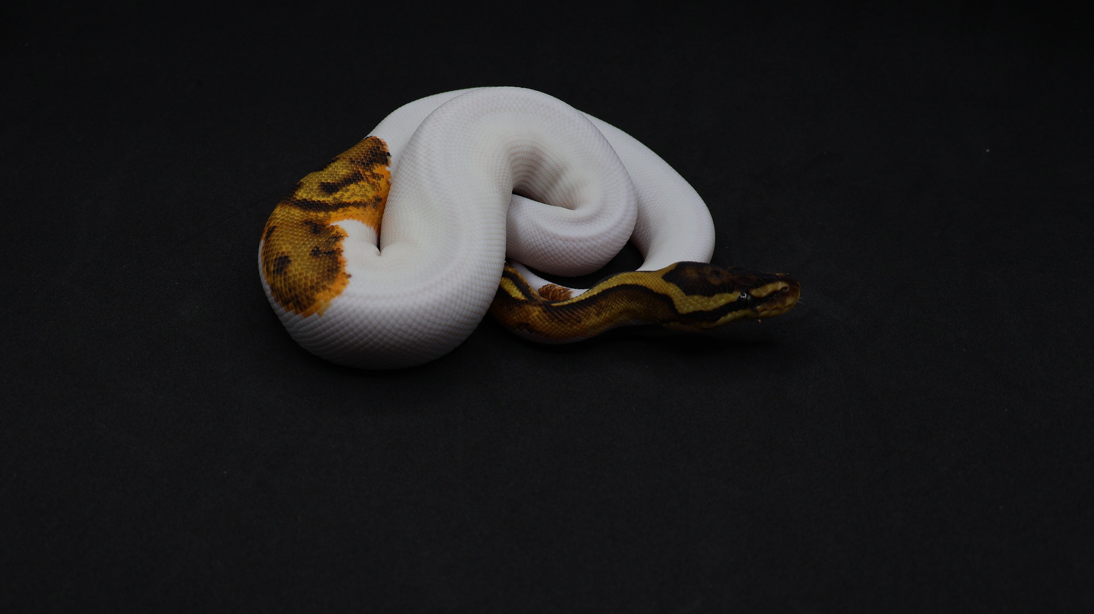 PITON BOLA MACHO CHOCOLATE POSS YB PIED HET MONARCH