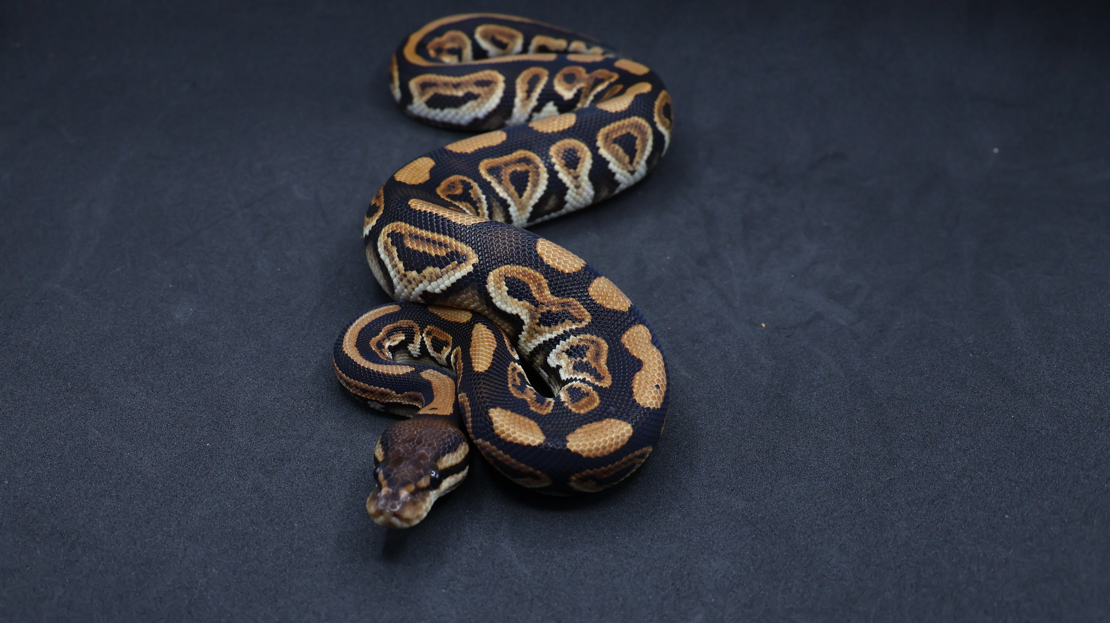 PITON BOLA MACHO BLACK PASTEL HET CLOWN/DG/GENETIC STRIPE