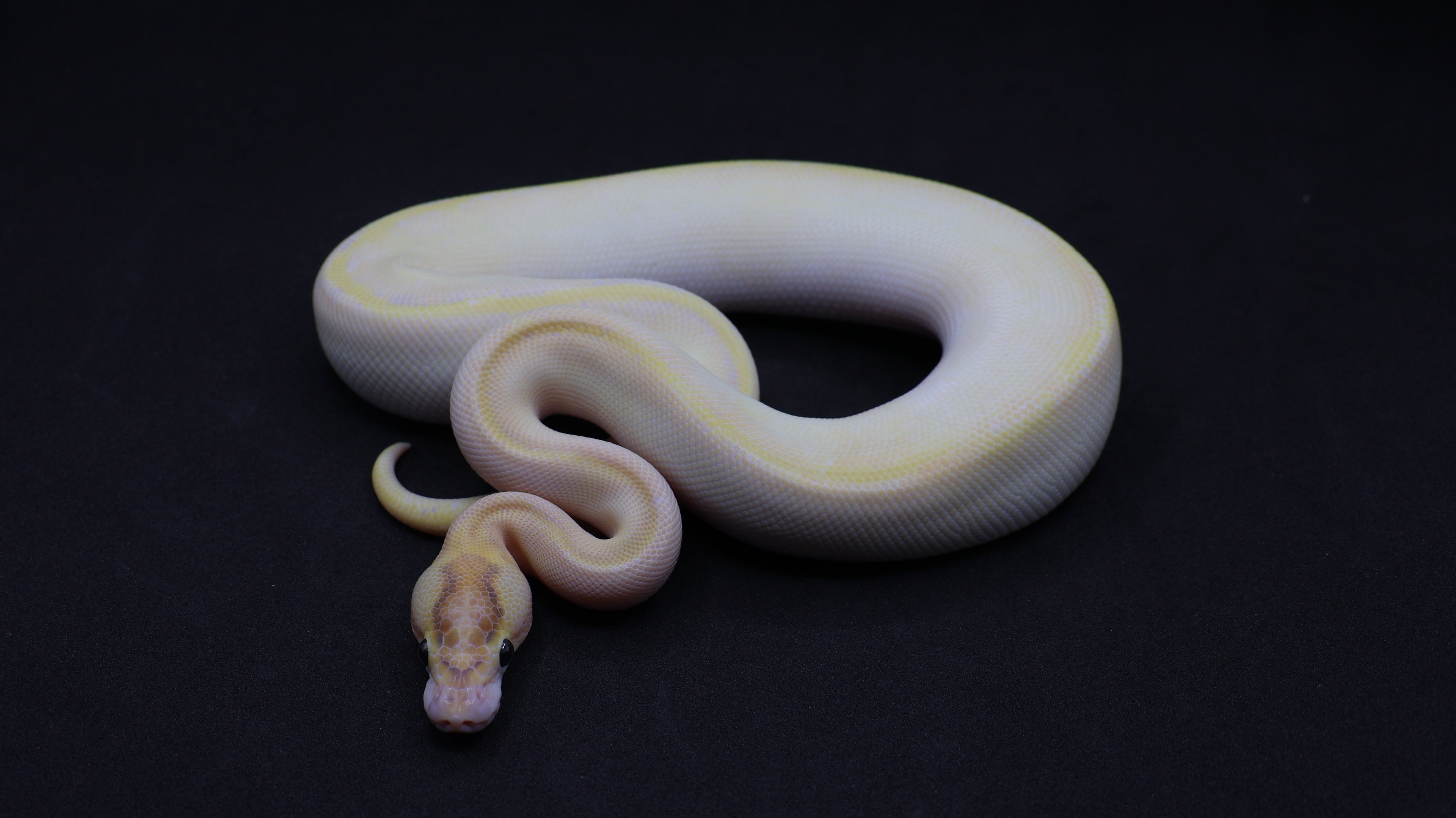 PITON BOLA MACHO SUPER ORANGE DREAM IVORY (ENCHI) DOBLE HET CLOWN/PIED