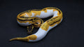 PITON BOLA MACHO SUPER ORANGE DREAM LEOPARD YELLOWBELLY PIED HET CLOWN