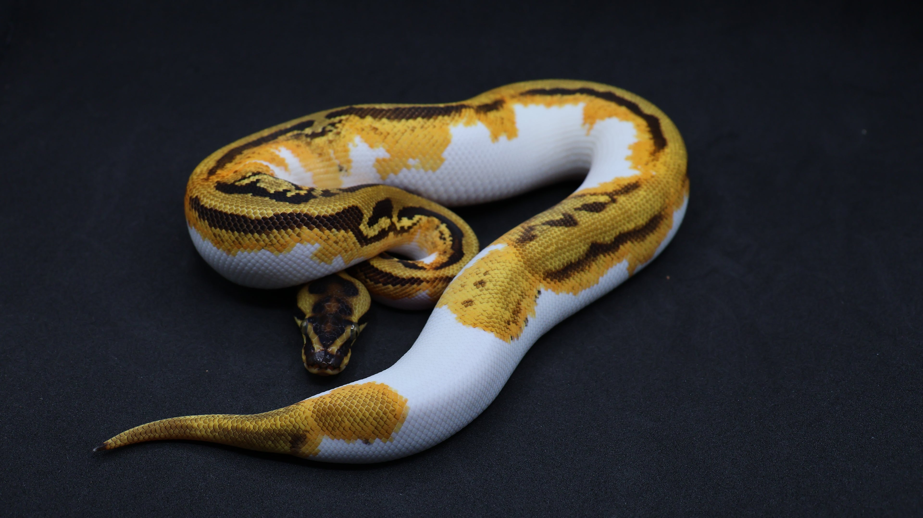 PITON BOLA MACHO SUPER ORANGE DREAM LEOPARD YELLOWBELLY PIED HET CLOWN